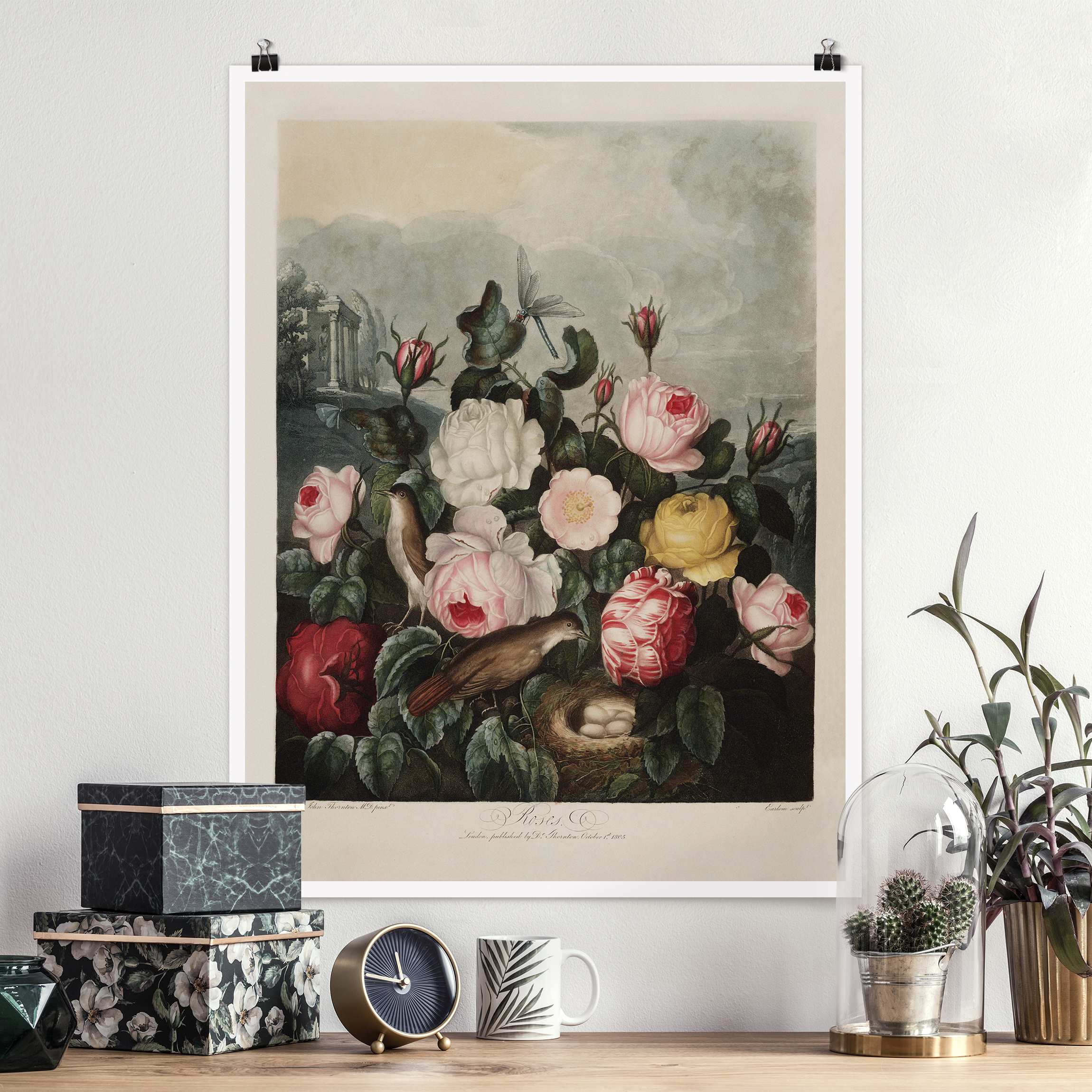 Poster Botanik Vintage Illustration Rosen