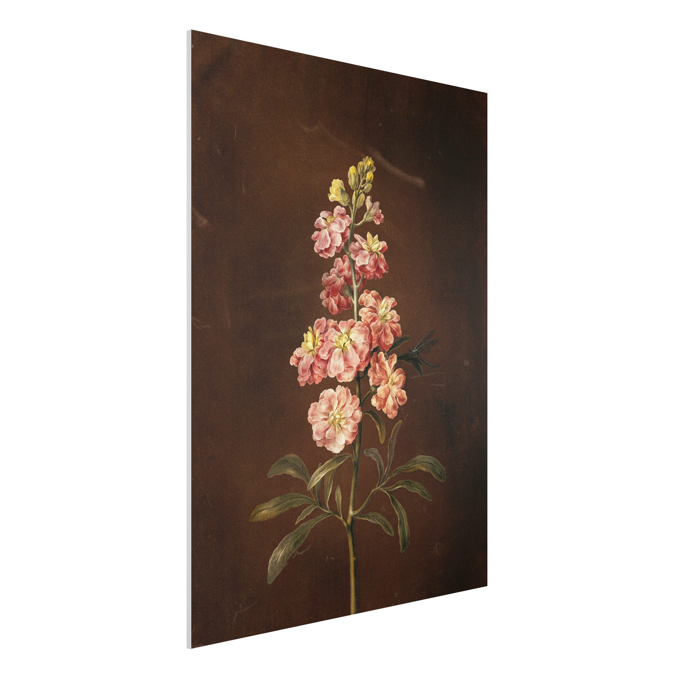 Forexbild - Hochformat Barbara Regina Dietzsch - Eine rosa Garten-Levkkoje