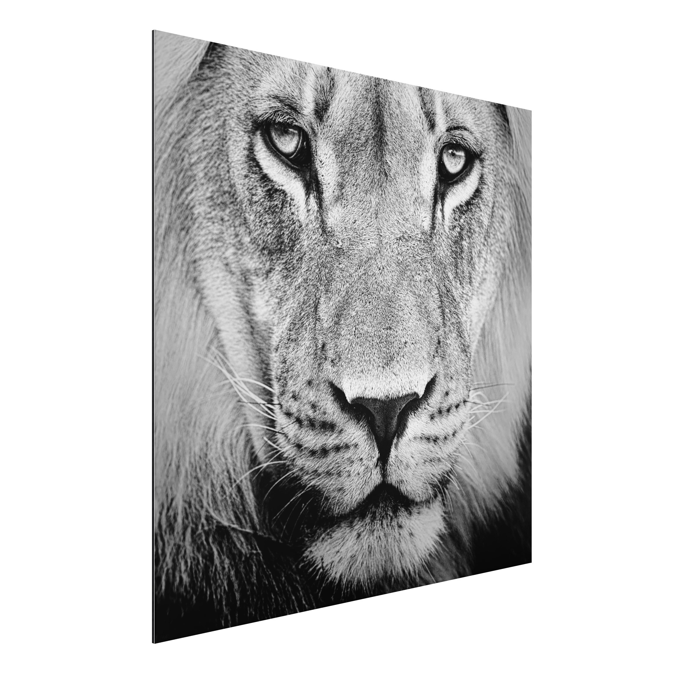Alu-Dibond Outdoor Bild Alter Löwe