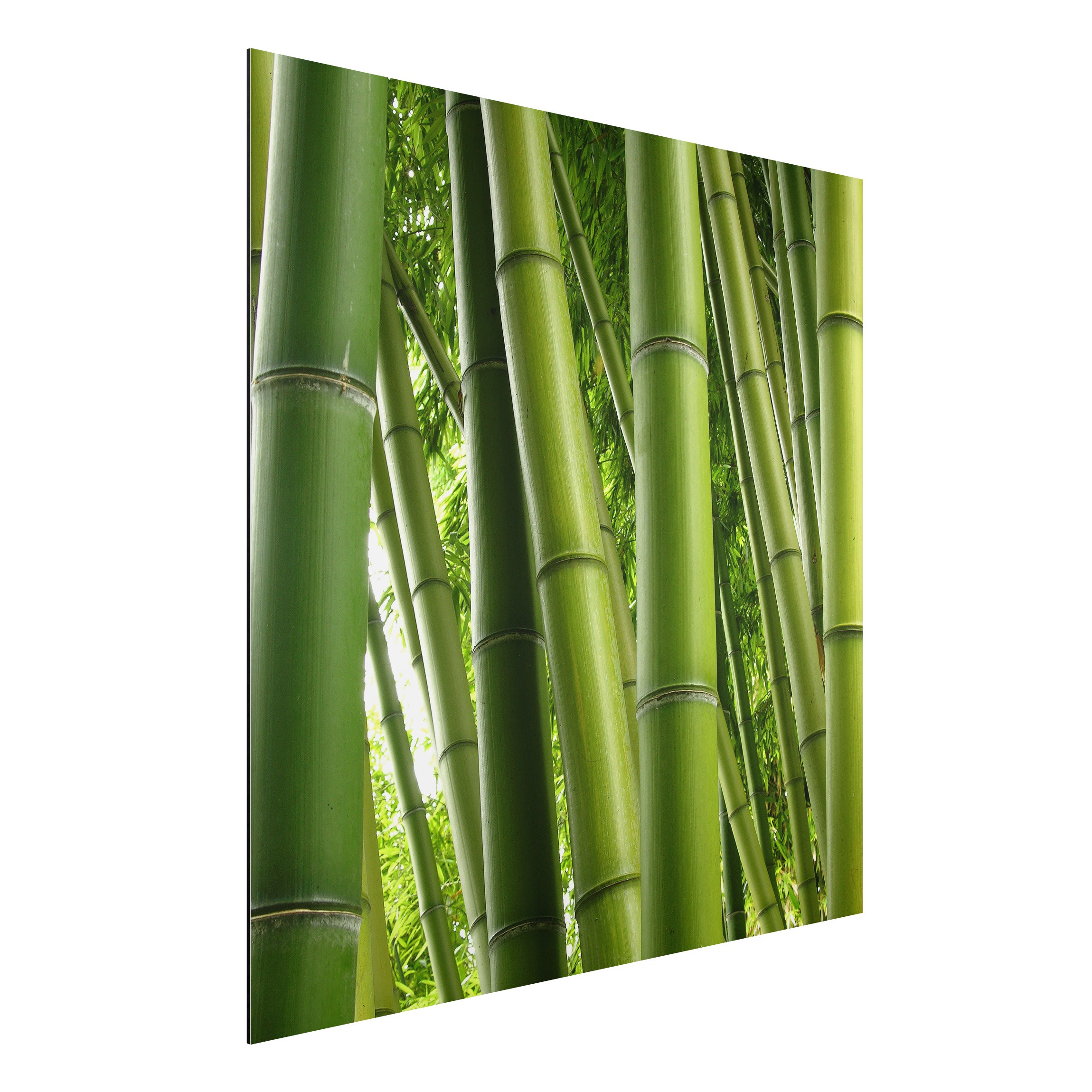 Alu-Dibond Outdoor Bild Bamboo Trees No.1
