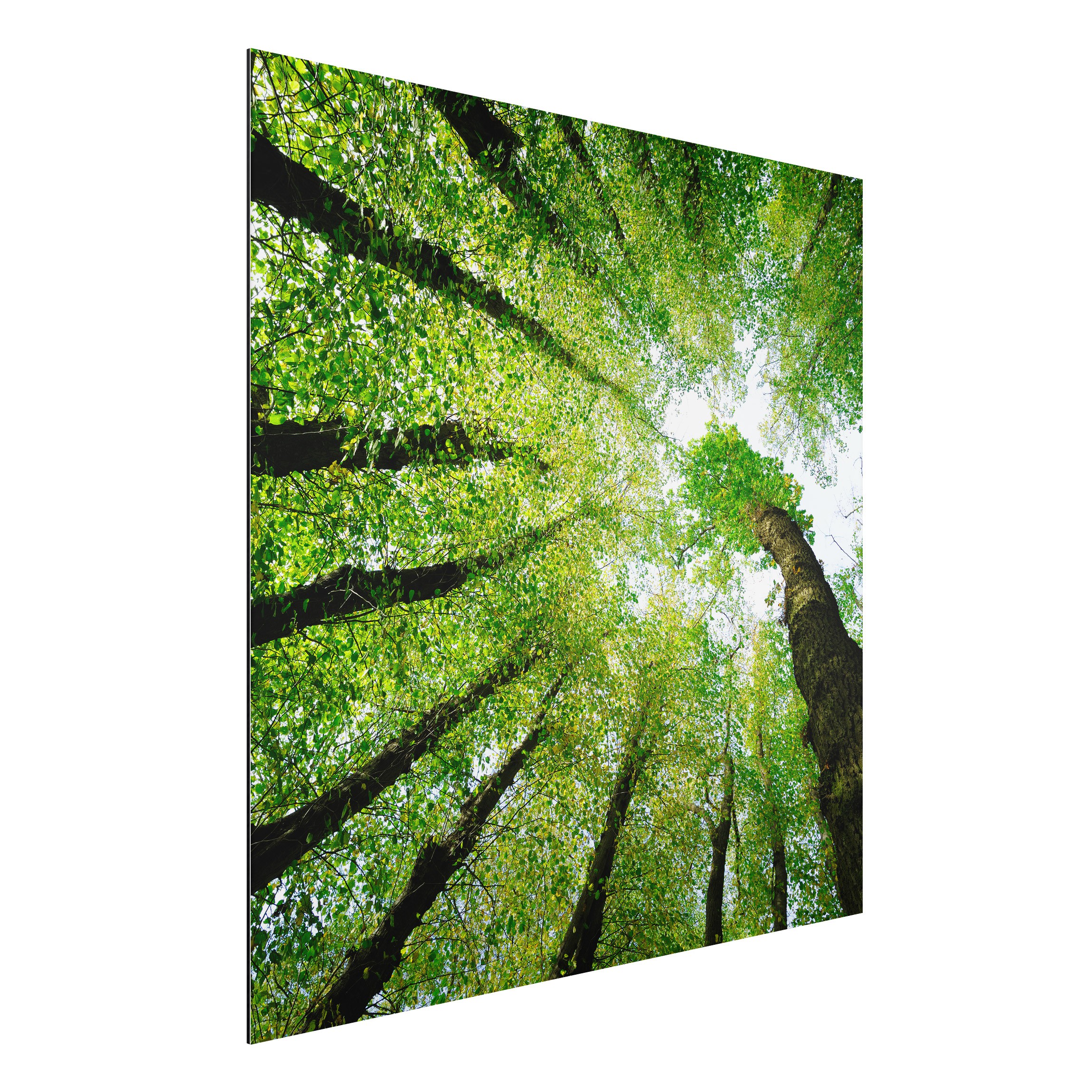 Alu-Dibond Outdoor Bild Bäume des Lebens