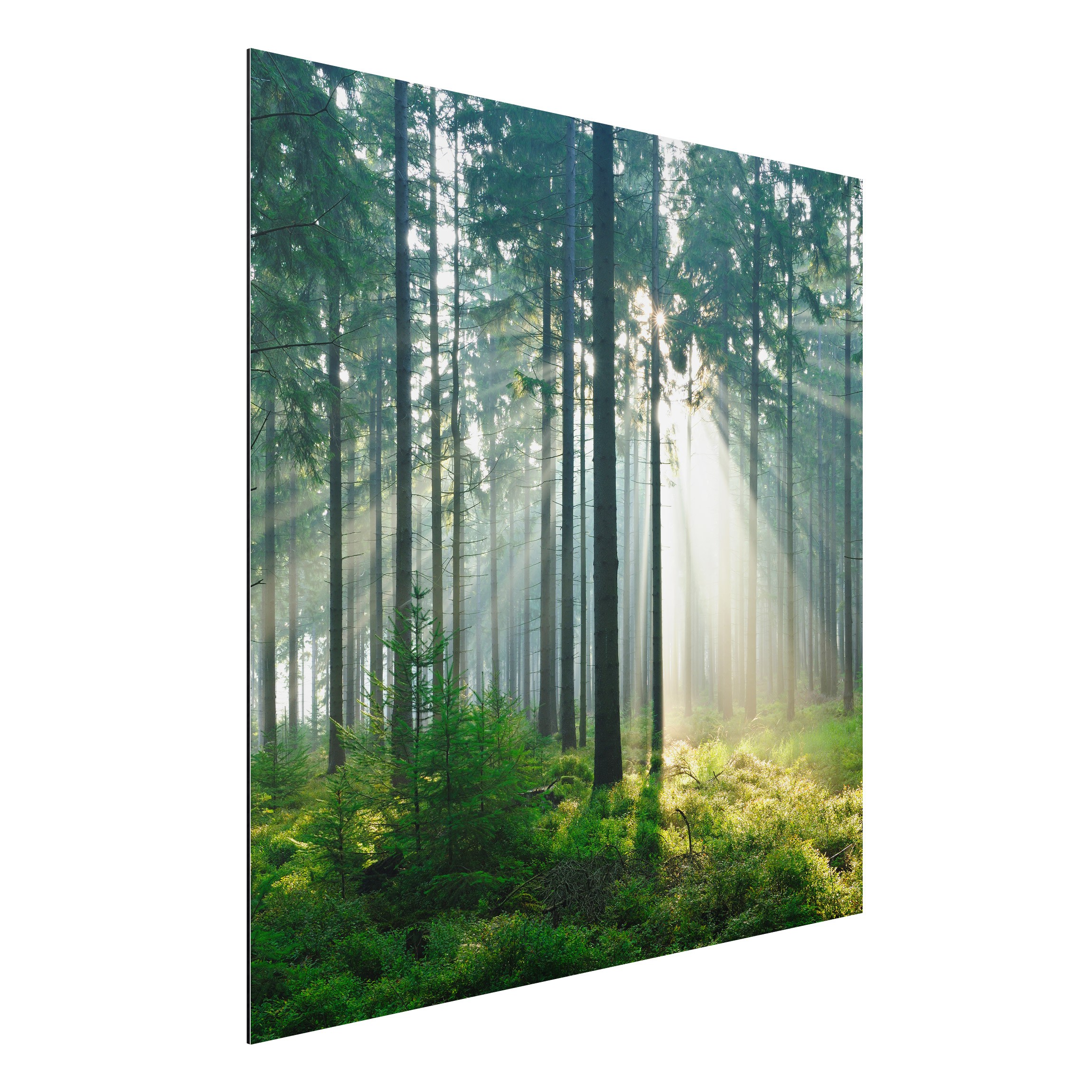 Alu-Dibond Outdoor Bild Enlightened Forest