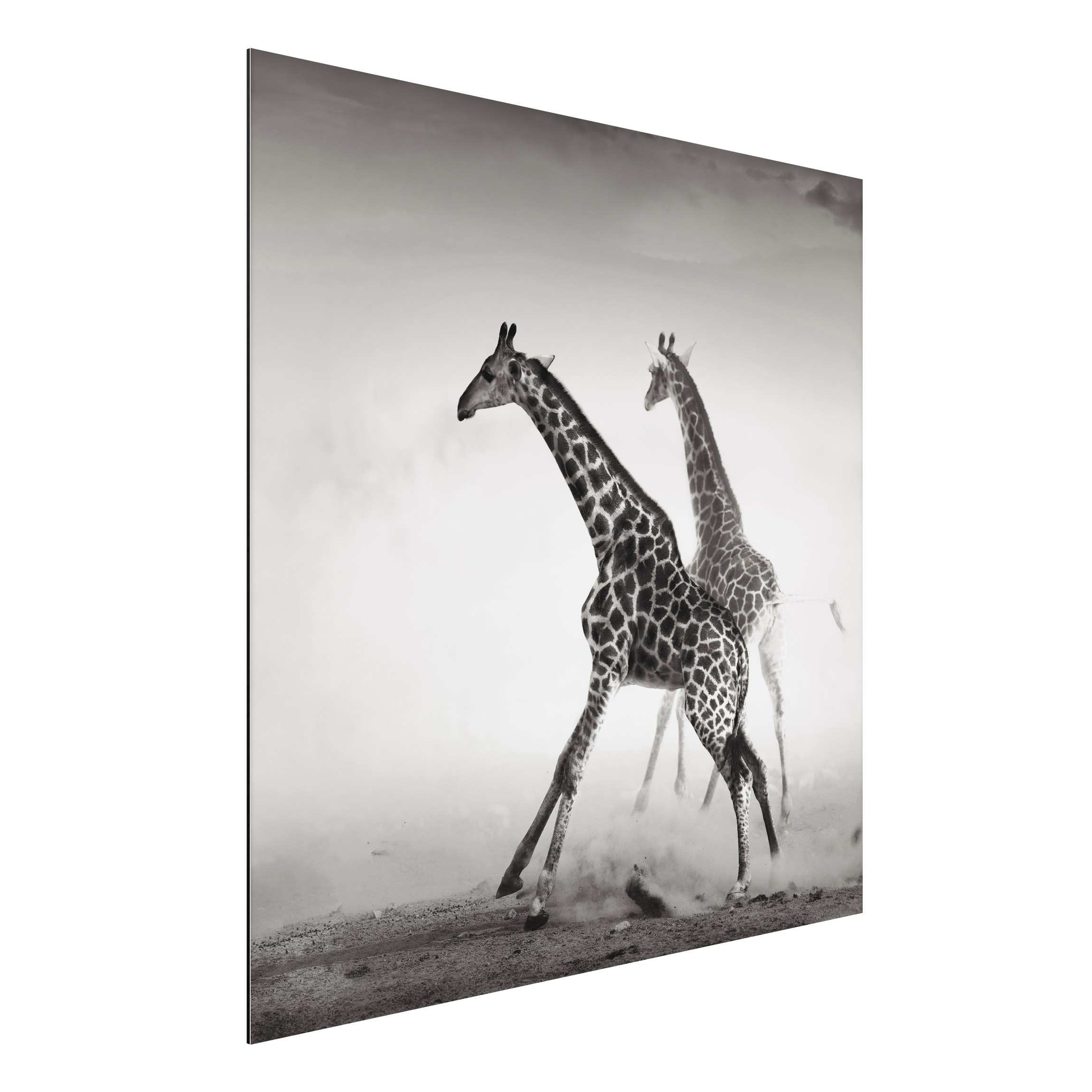 Alu-Dibond Outdoor Bild Giraffenjagd