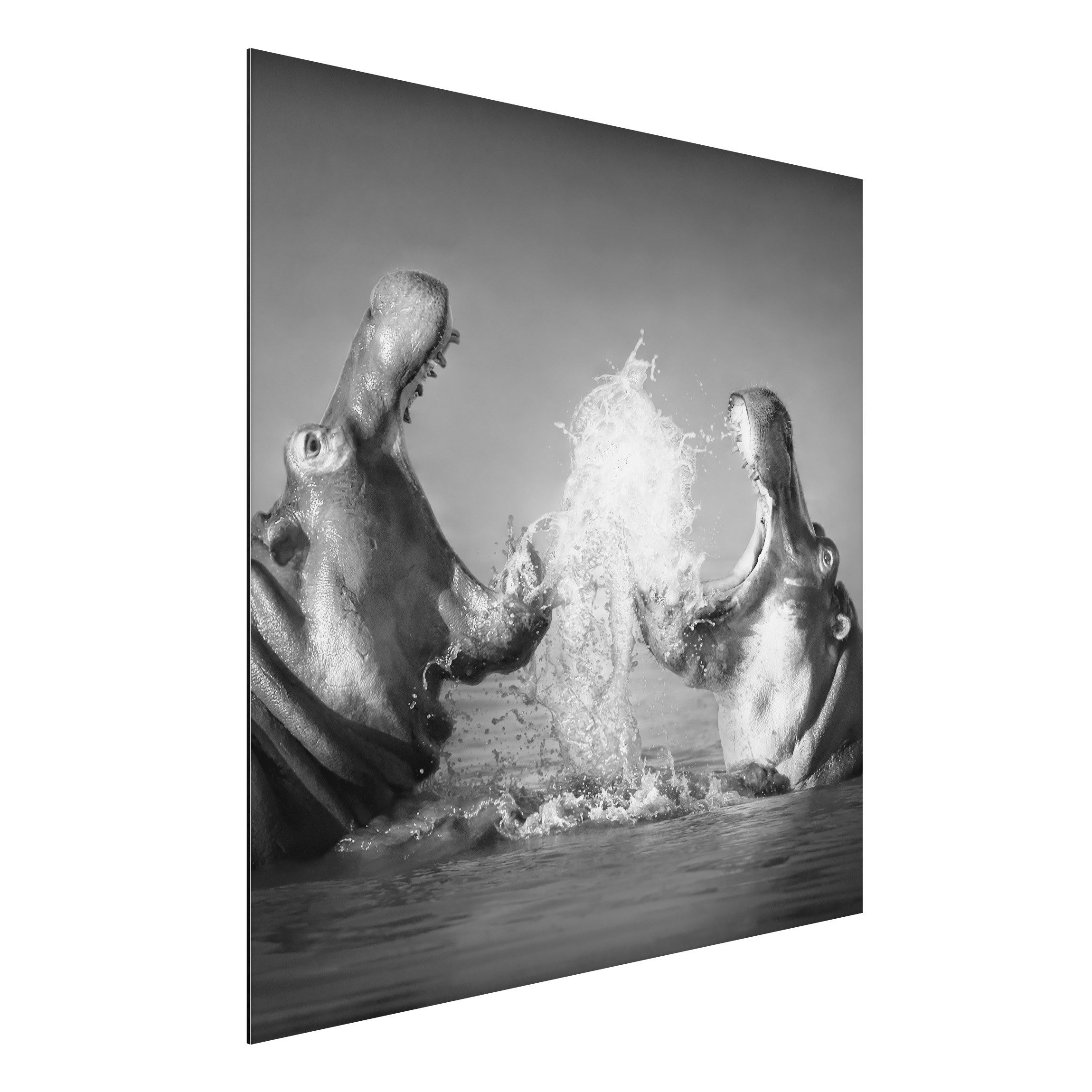 Alu-Dibond Outdoor Bild Hippo Fight