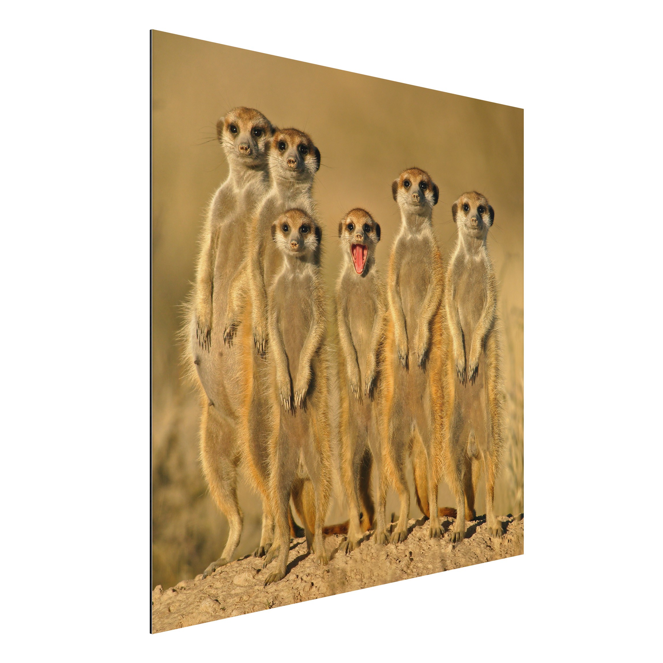 Alu-Dibond Outdoor Bild Meerkat Family Panorama