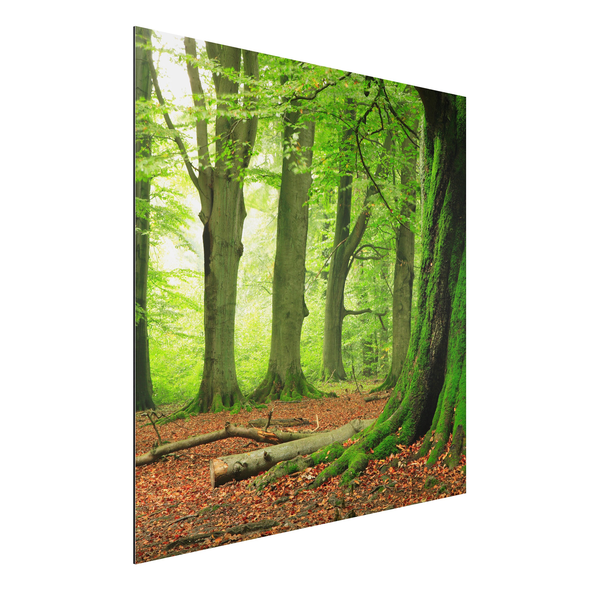 Alu-Dibond Outdoor Bild Mighty Beech Trees