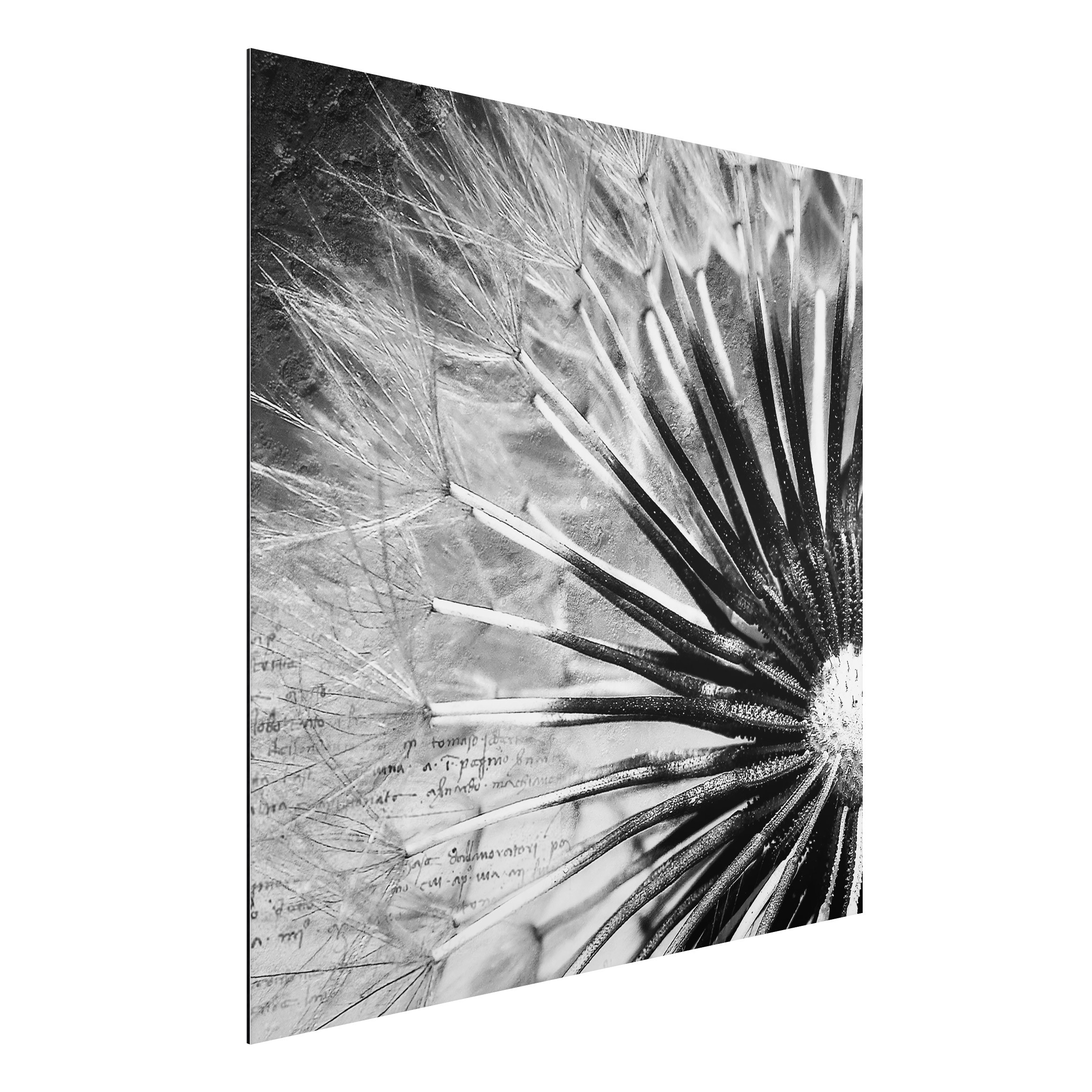Alu-Dibond Schwarz-Weiß Pusteblume Schwarz & Weiß
