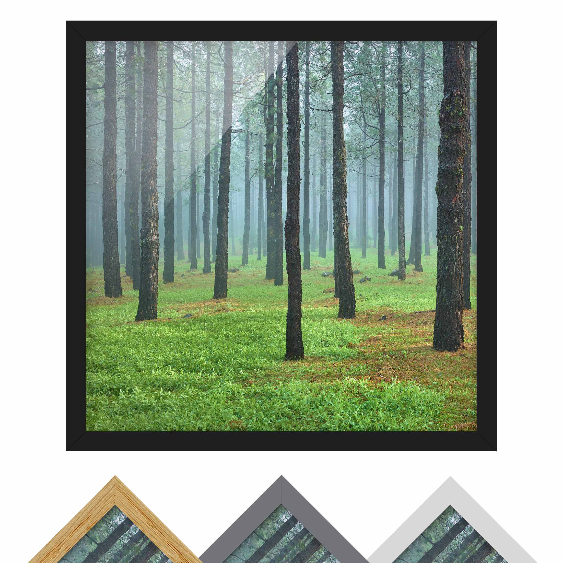 Bild mit Rahmen - Quadrat Tiefer Wald mit Kiefern auf La Palma