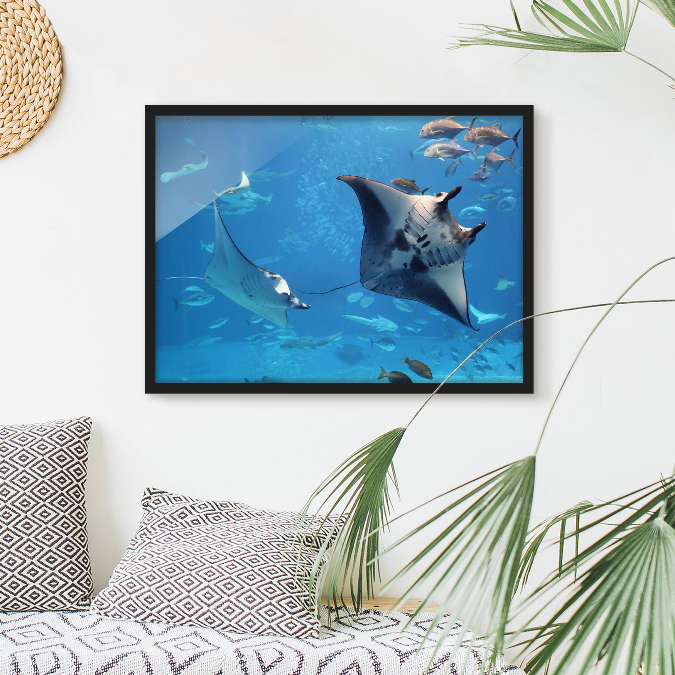 Bild mit Rahmen - Querformat Manta Ray