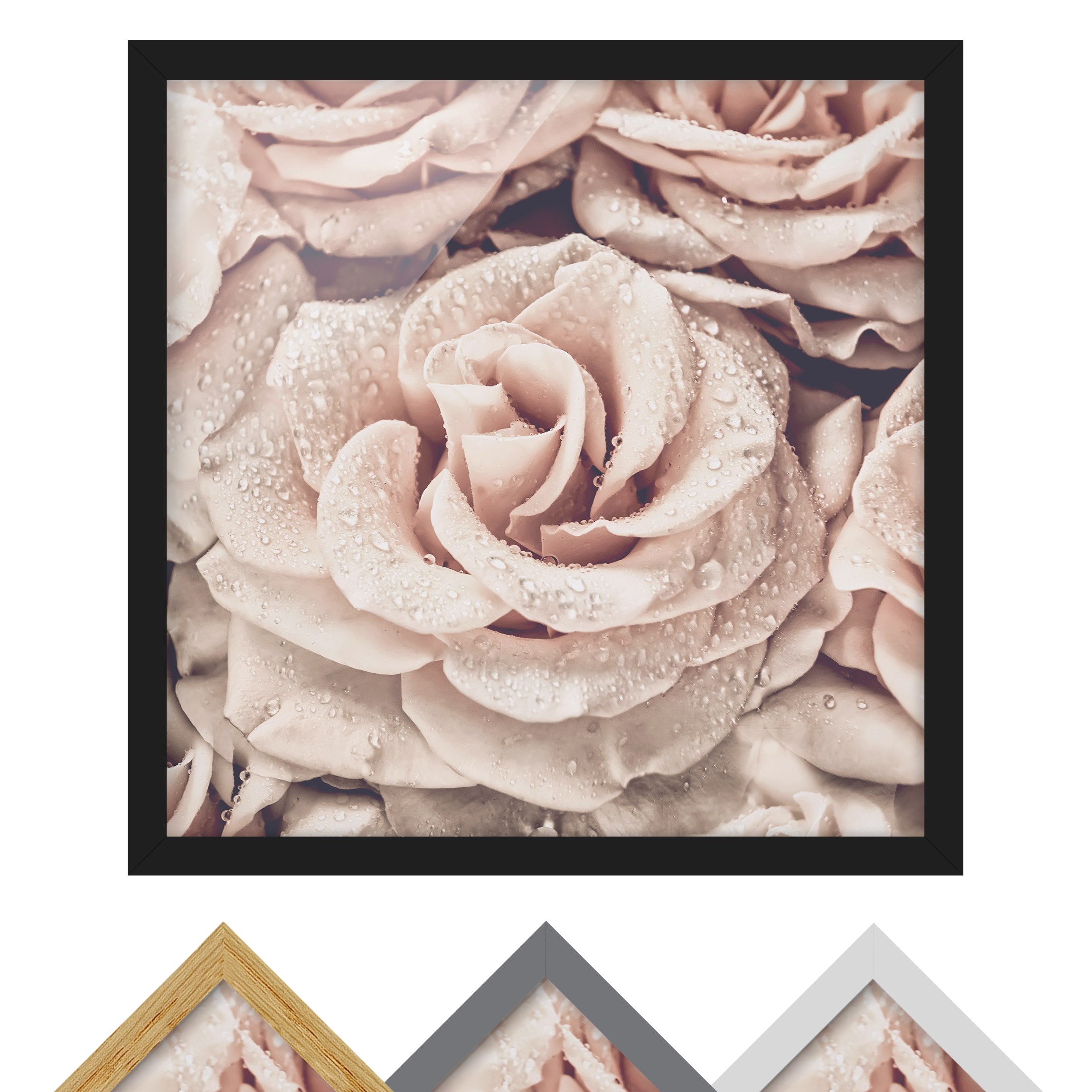 Bild mit Rahmen Rosen Sepia mit Wassertropfen
