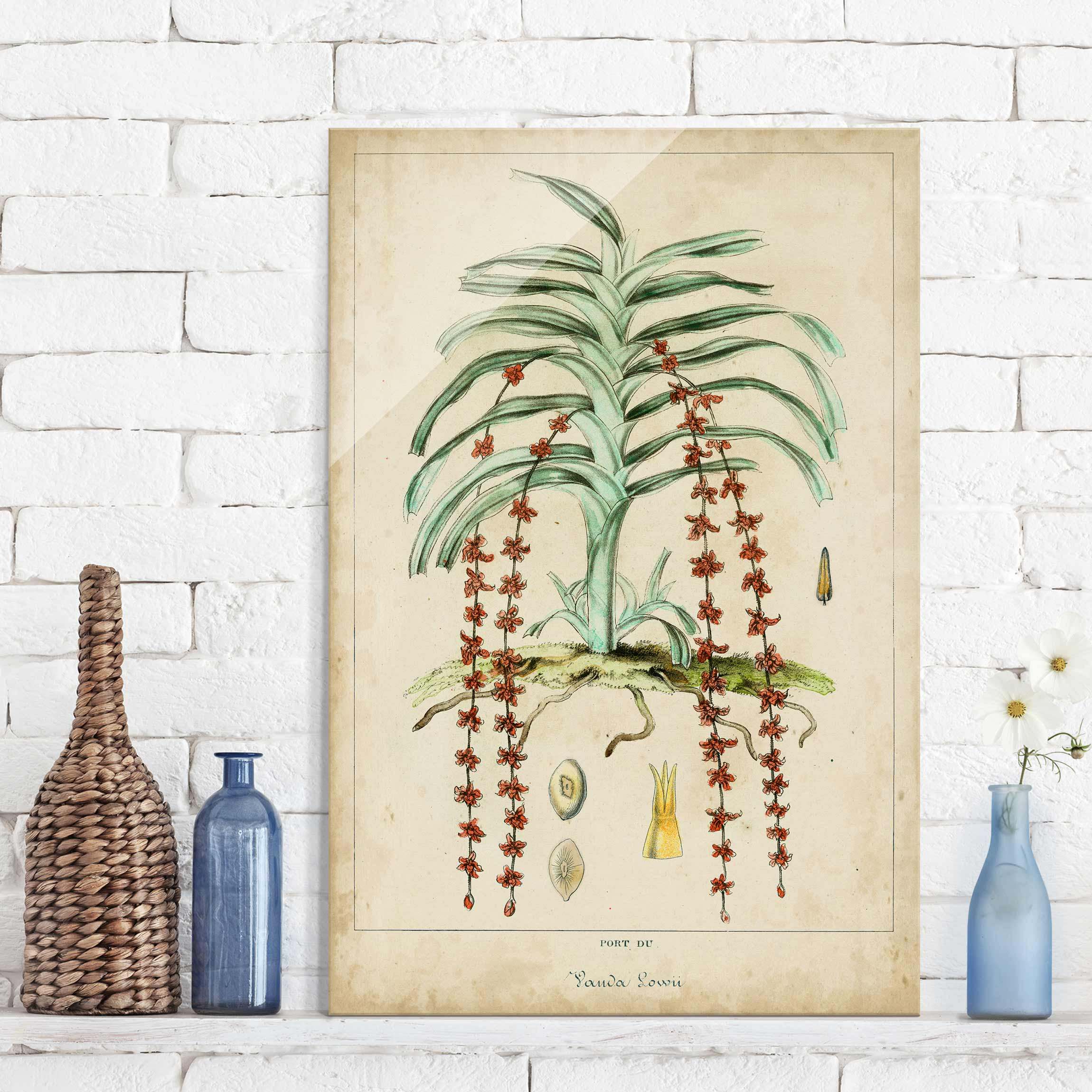 Glasbild Vintage Lehrtafel Exotische Palmen IV