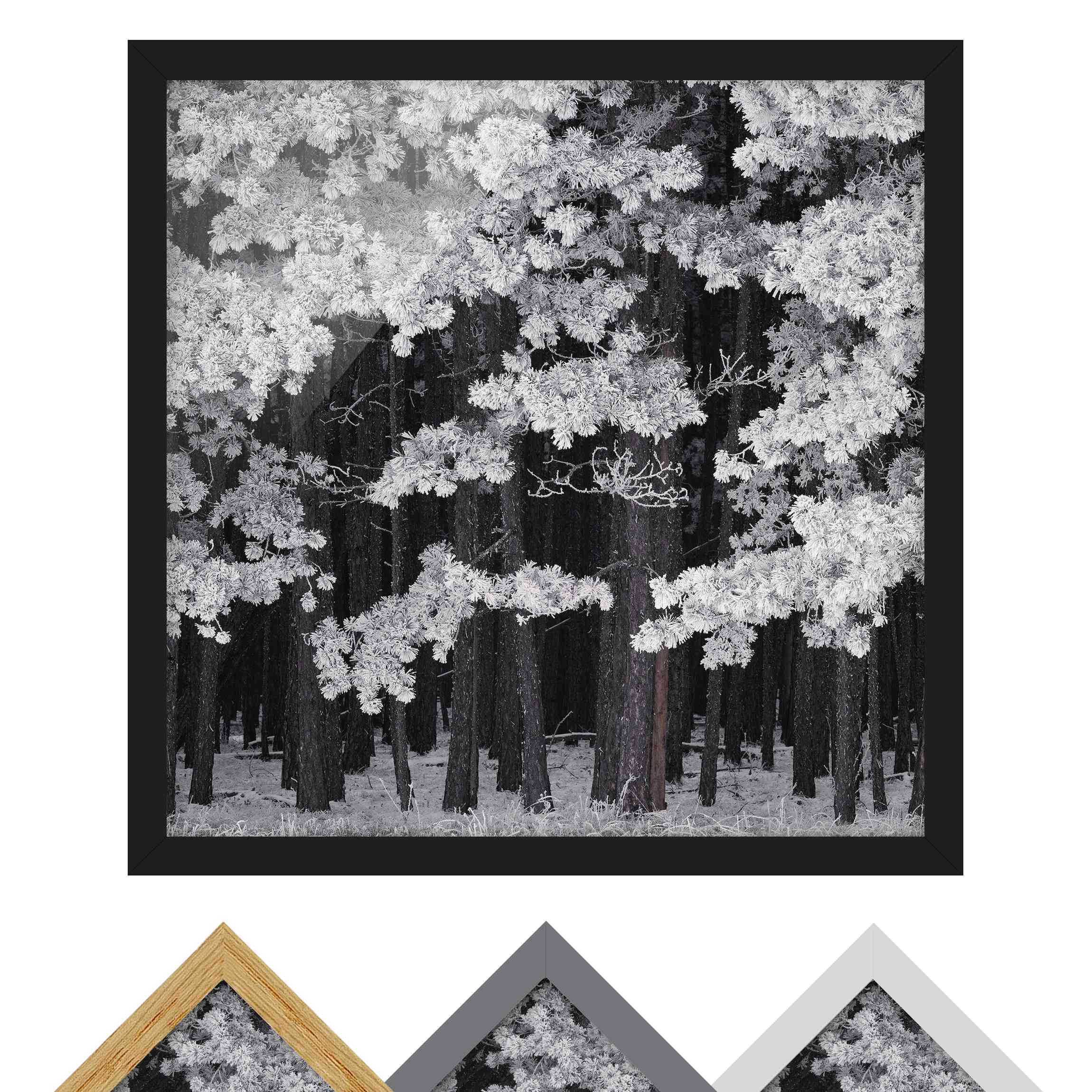 Bild mit Rahmen - Quadrat Wald mit Raureif in Österreich