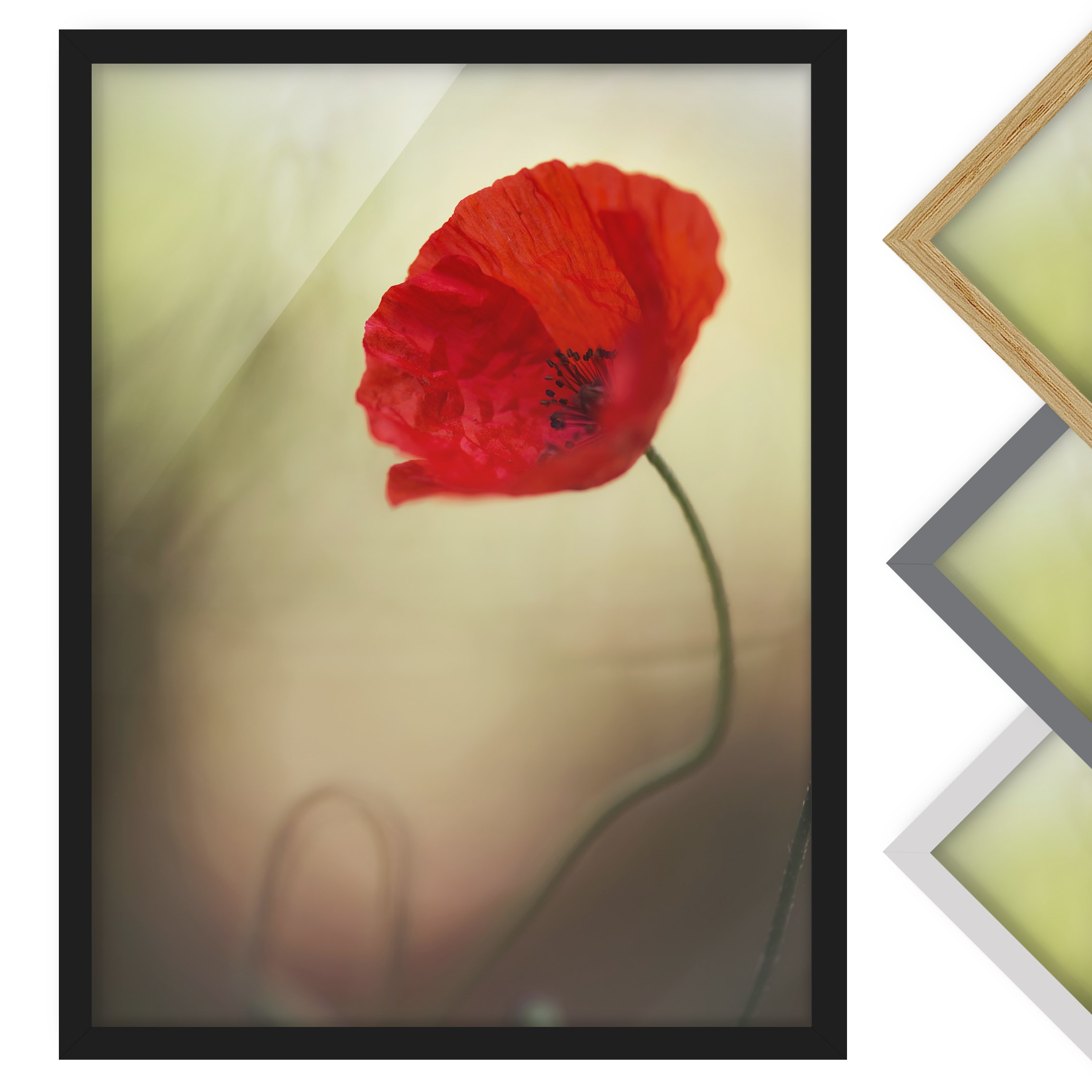 Bild mit Rahmen - Hochformat Mohnblüte im Garten