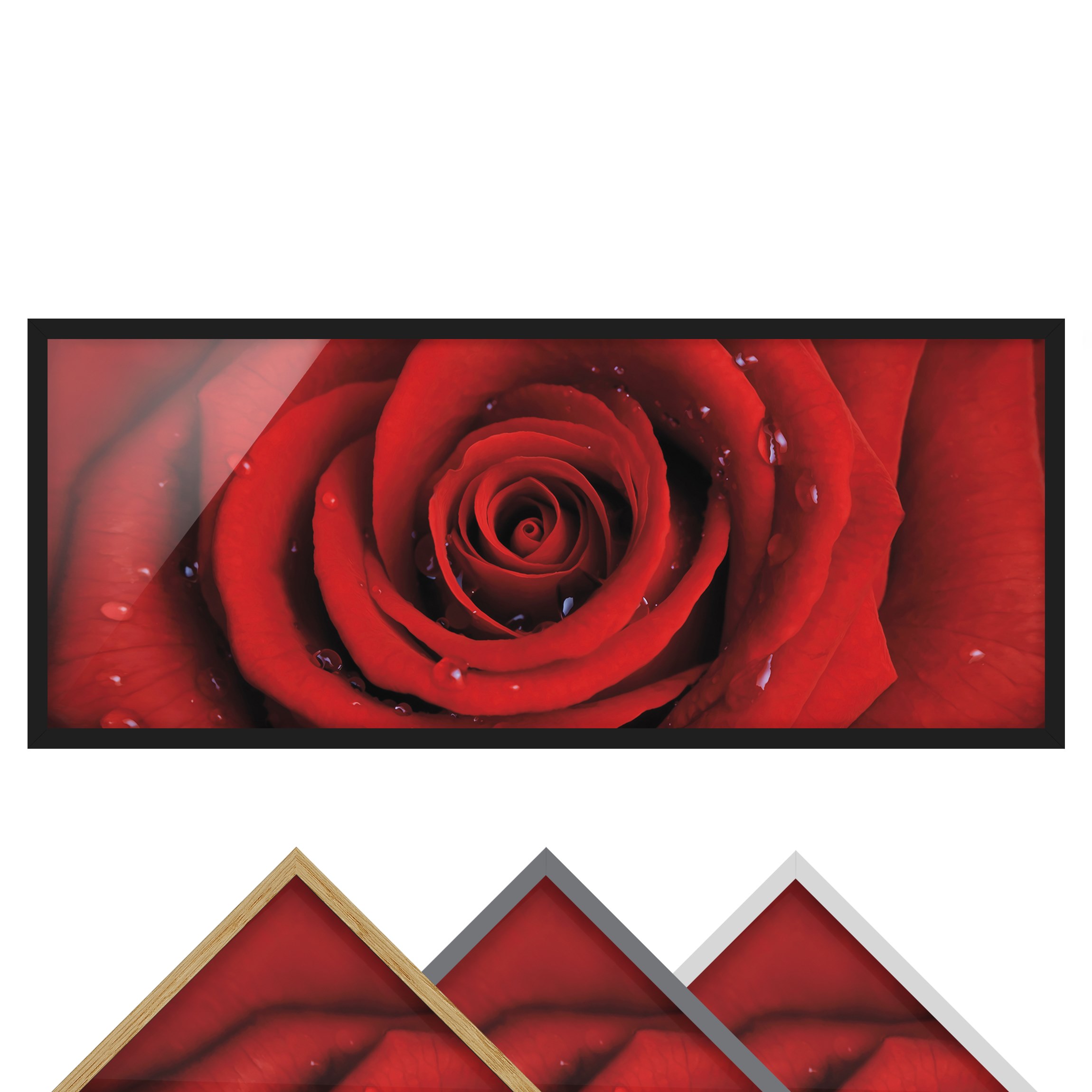 Bild mit Rahmen - Panorama Rote Rose mit Wassertropfen