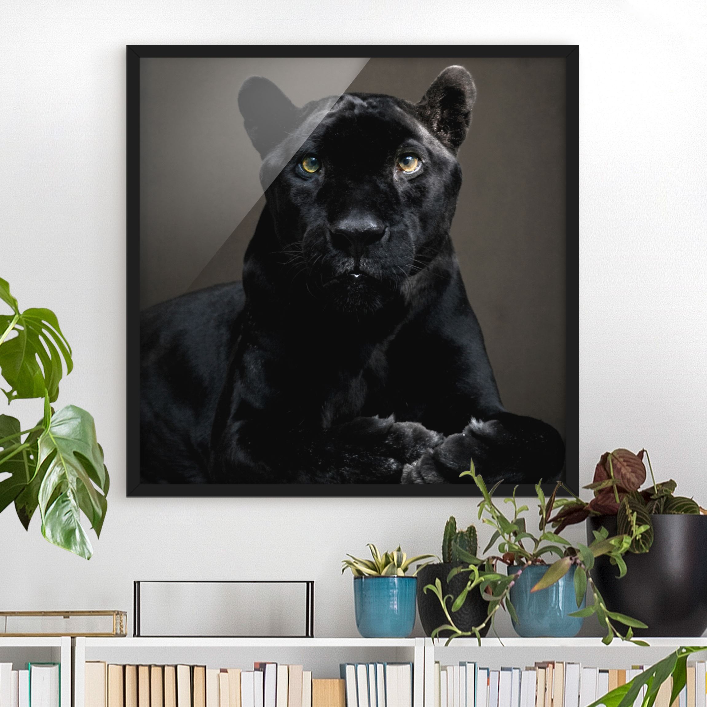 Bild mit Rahmen - Quadrat Black Puma
