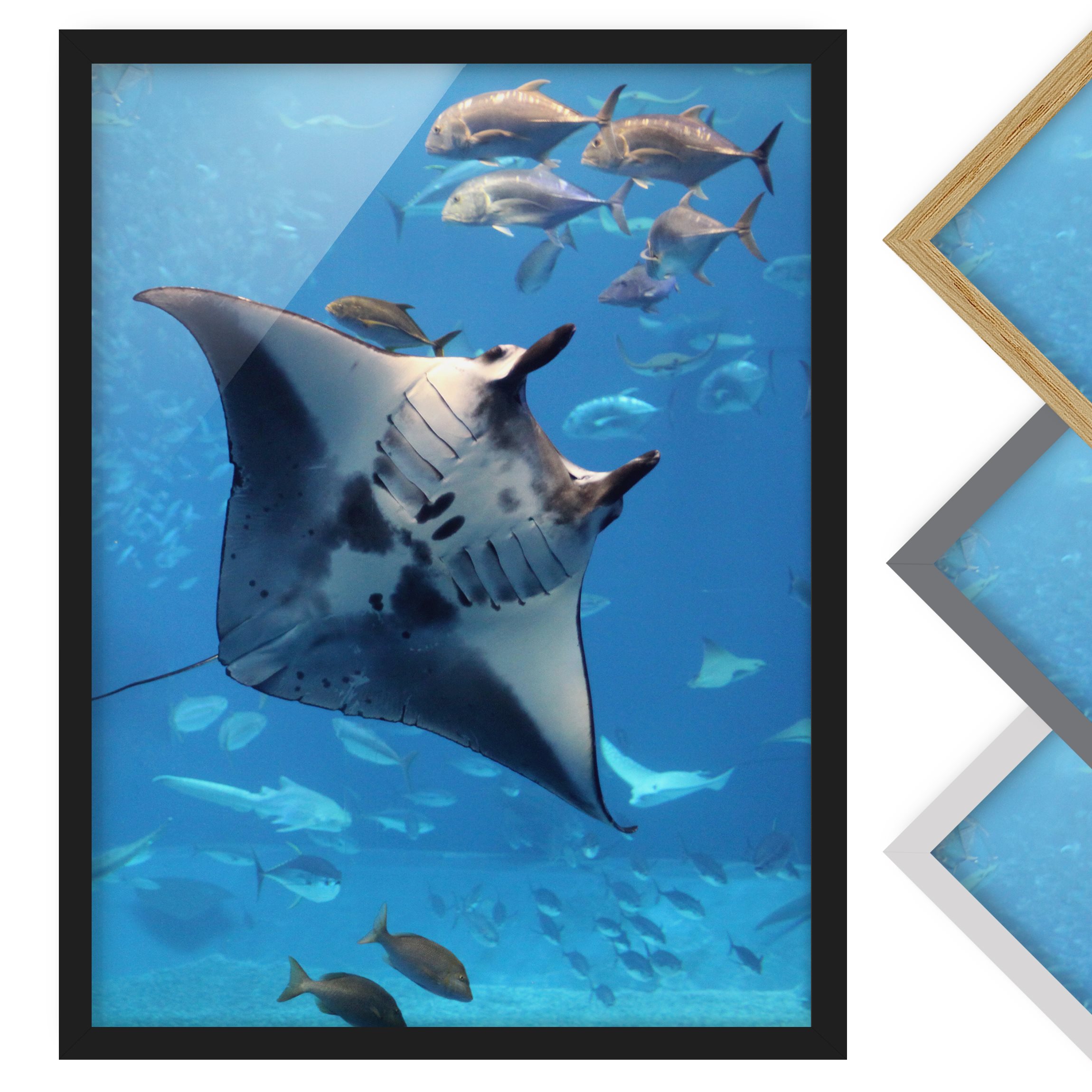 Bild mit Rahmen - Hochformat Manta Ray