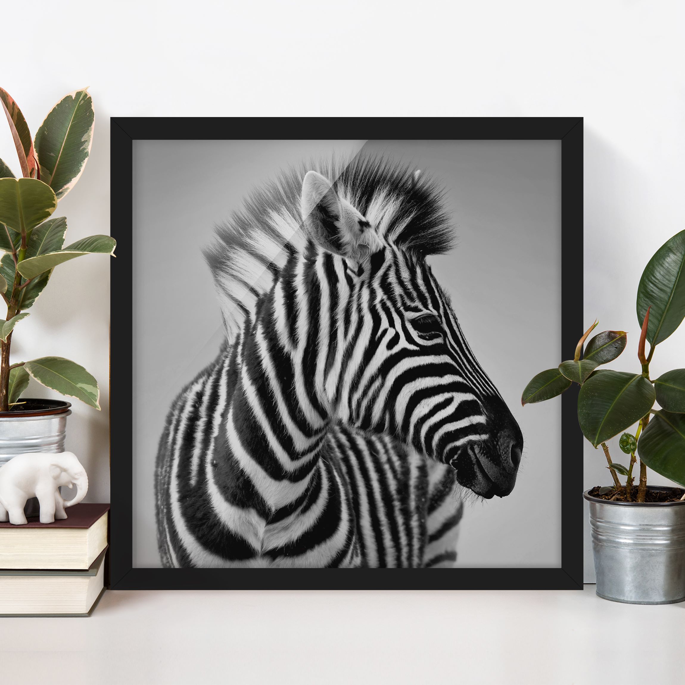 Bild mit Rahmen - Quadrat Zebra Baby Portrait II