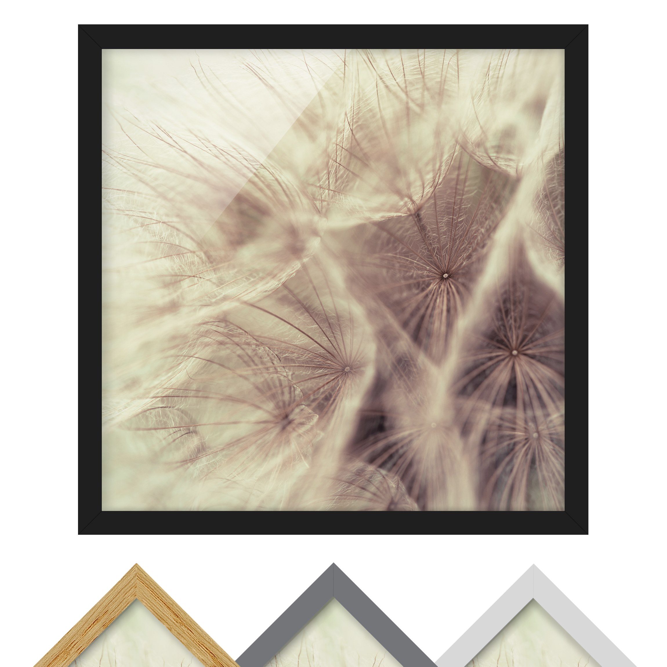 Bild mit Rahmen - Quadrat Detailreiche Pusteblumen Makroaufnahme mit Vintage Blur Effekt