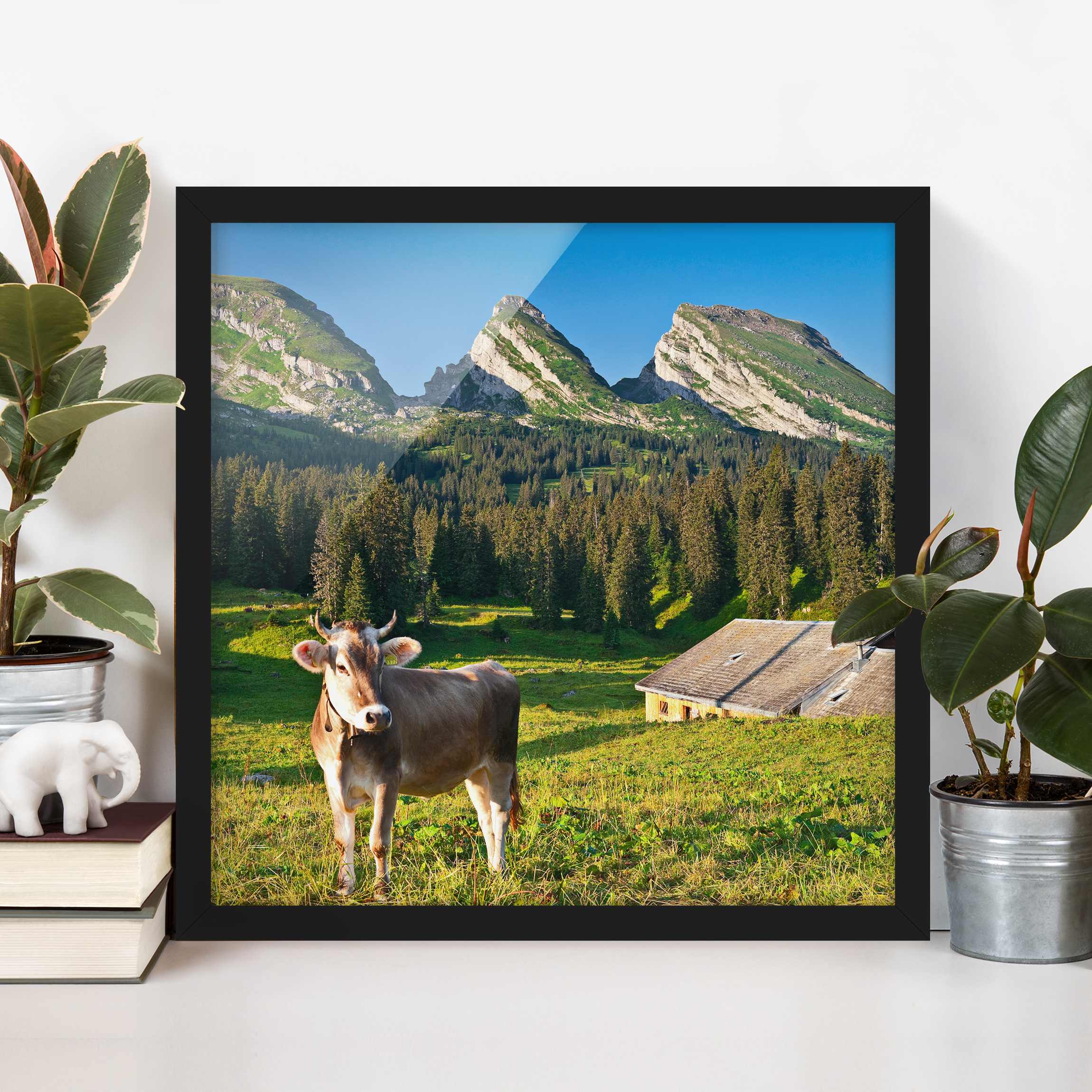 Natur & Landschaft Bild mit Rahmen Schweizer Almwiese mit Kuh