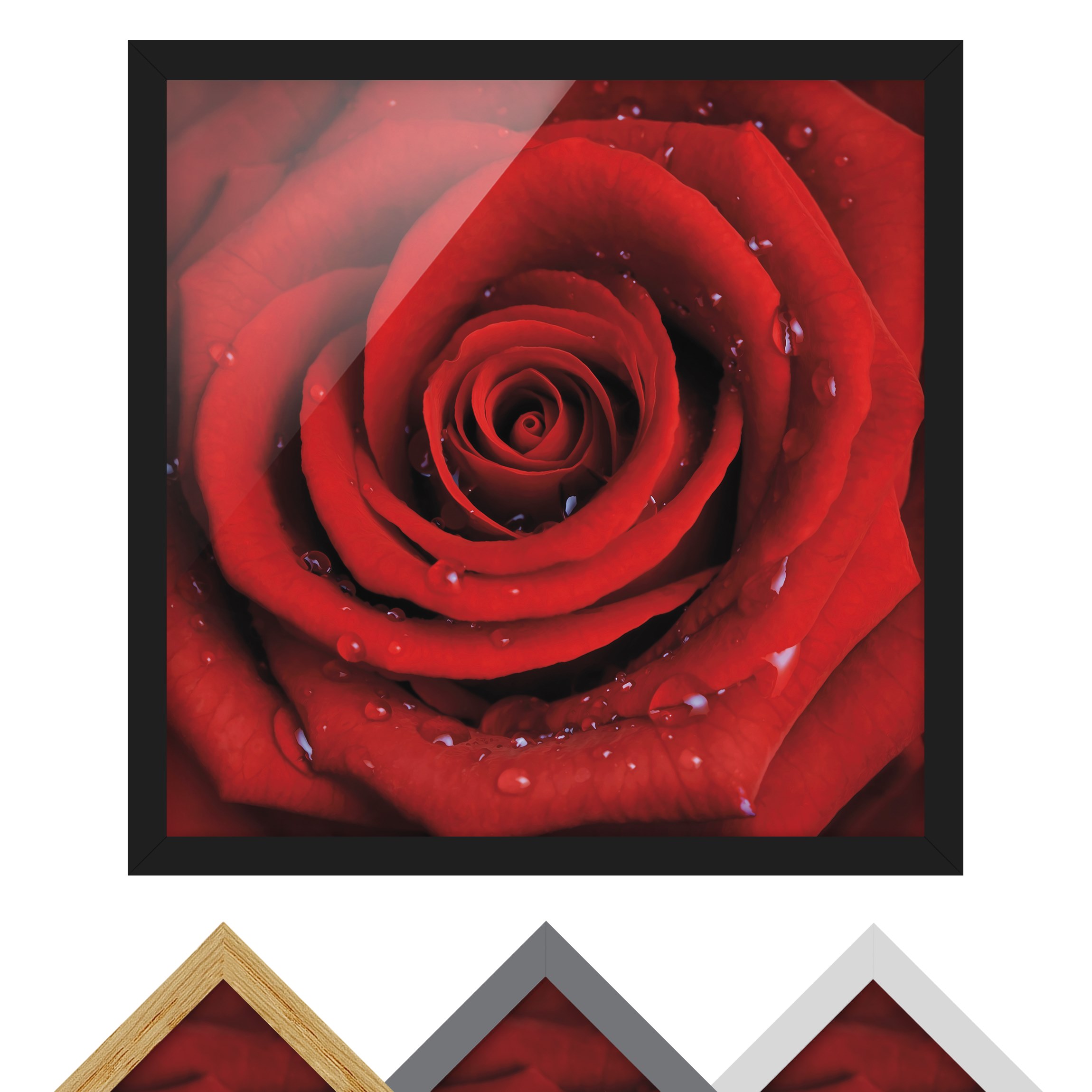 Bild mit Rahmen - Quadrat Rote Rose mit Wassertropfen