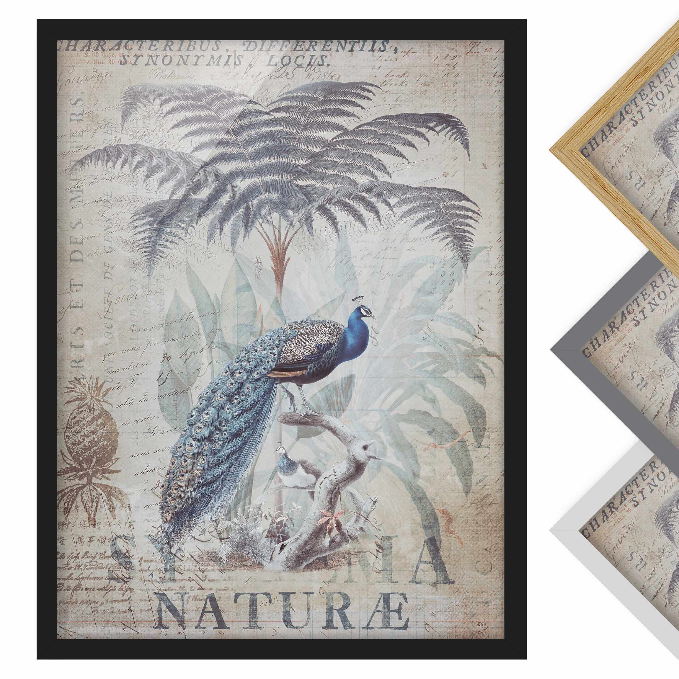 Bild mit Rahmen - Hochformat Shabby Chic Collage - Pfau