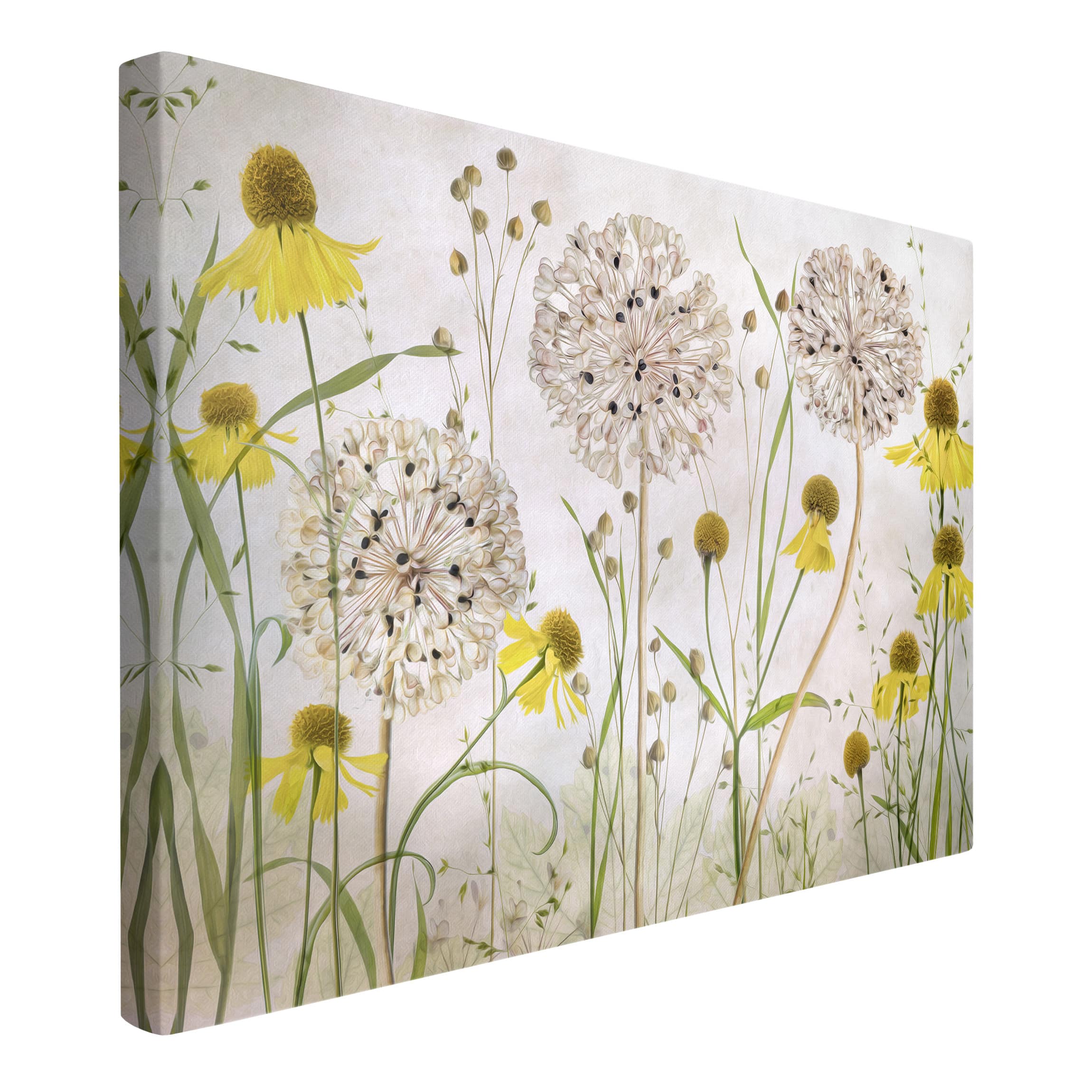 Leinwandbild Blumen Allium und Helenium Illustration