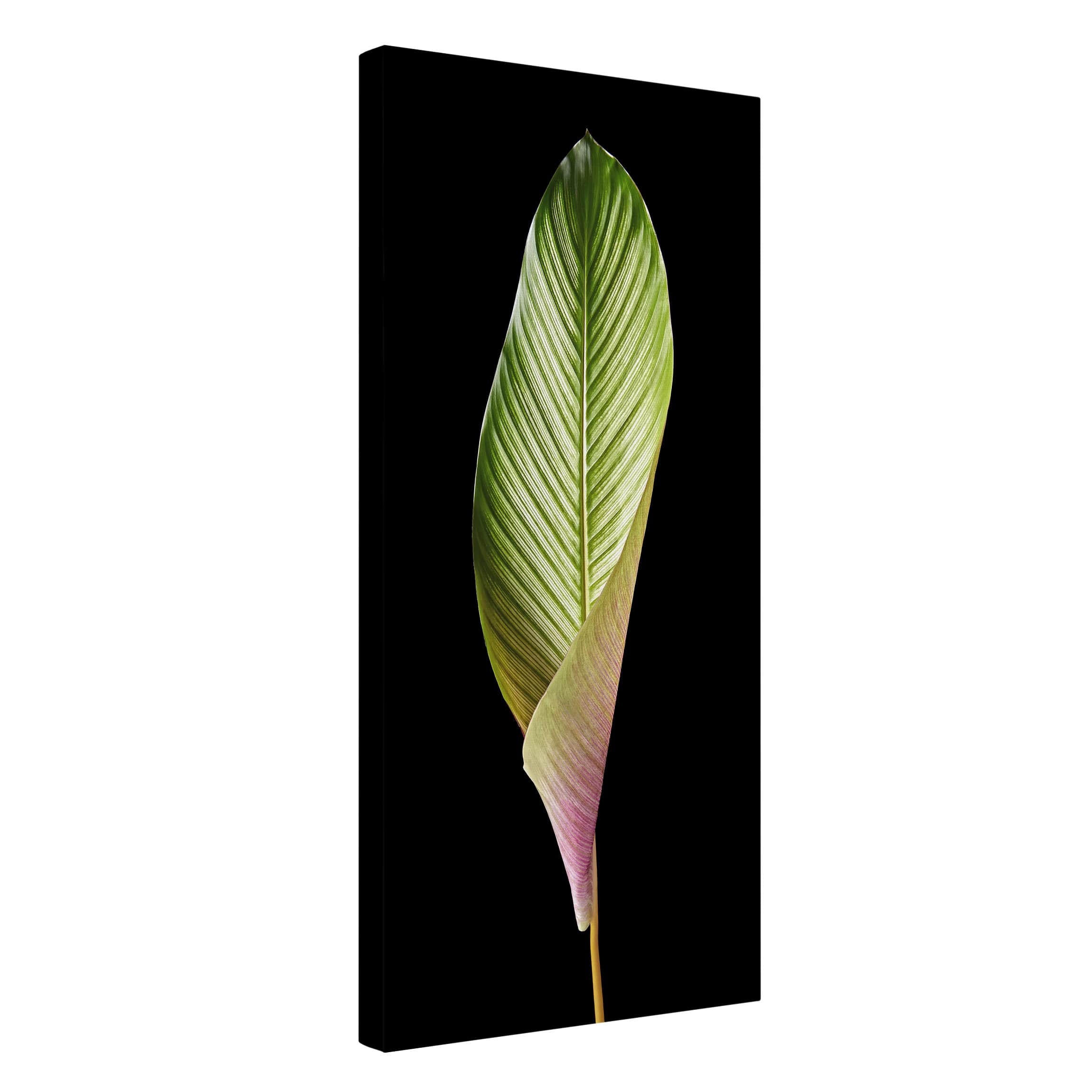 Leinwandbild Küche Blatt Calathea-ornata auf Schwarz 03