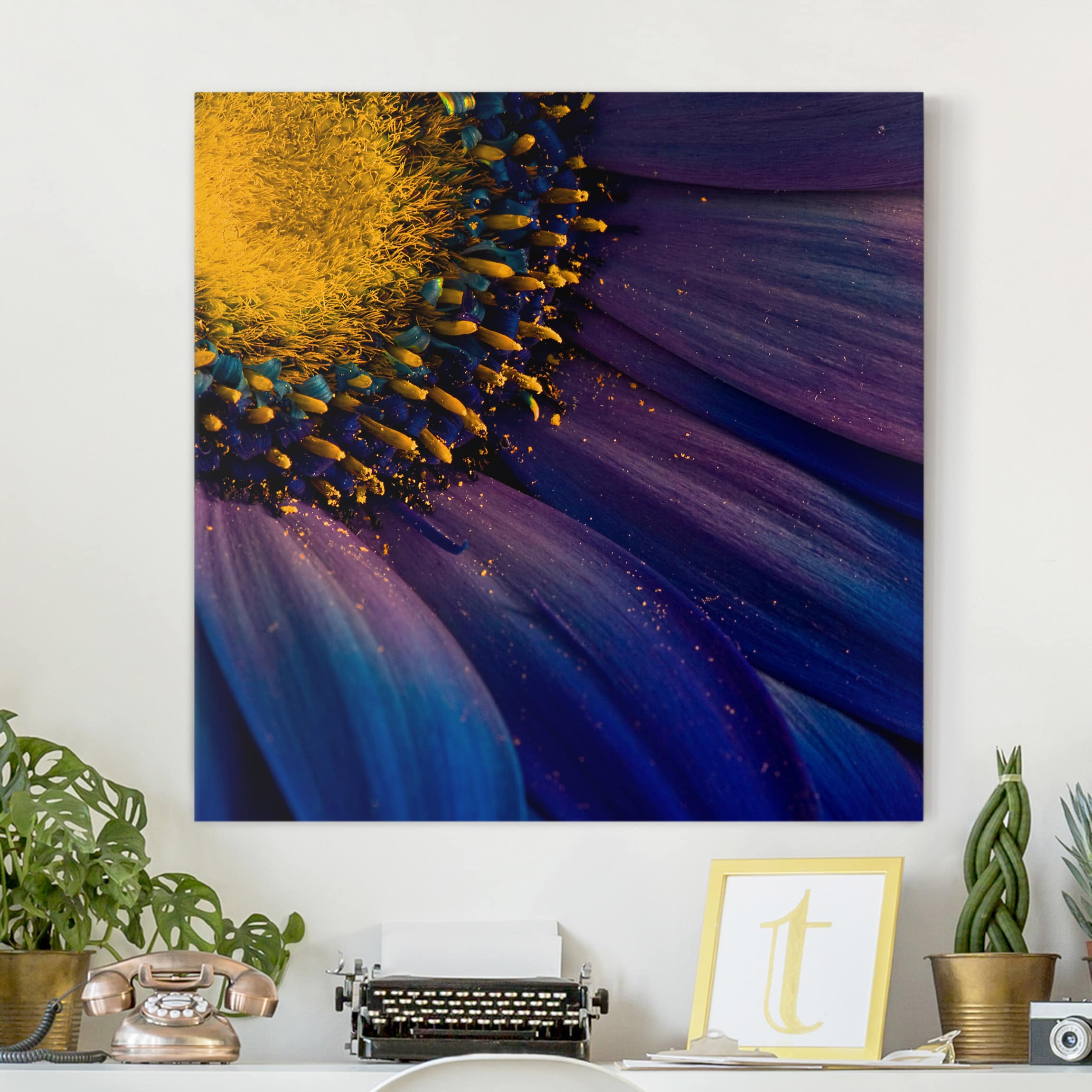 Leinwandbild Blumen Blaue Gerberablüte