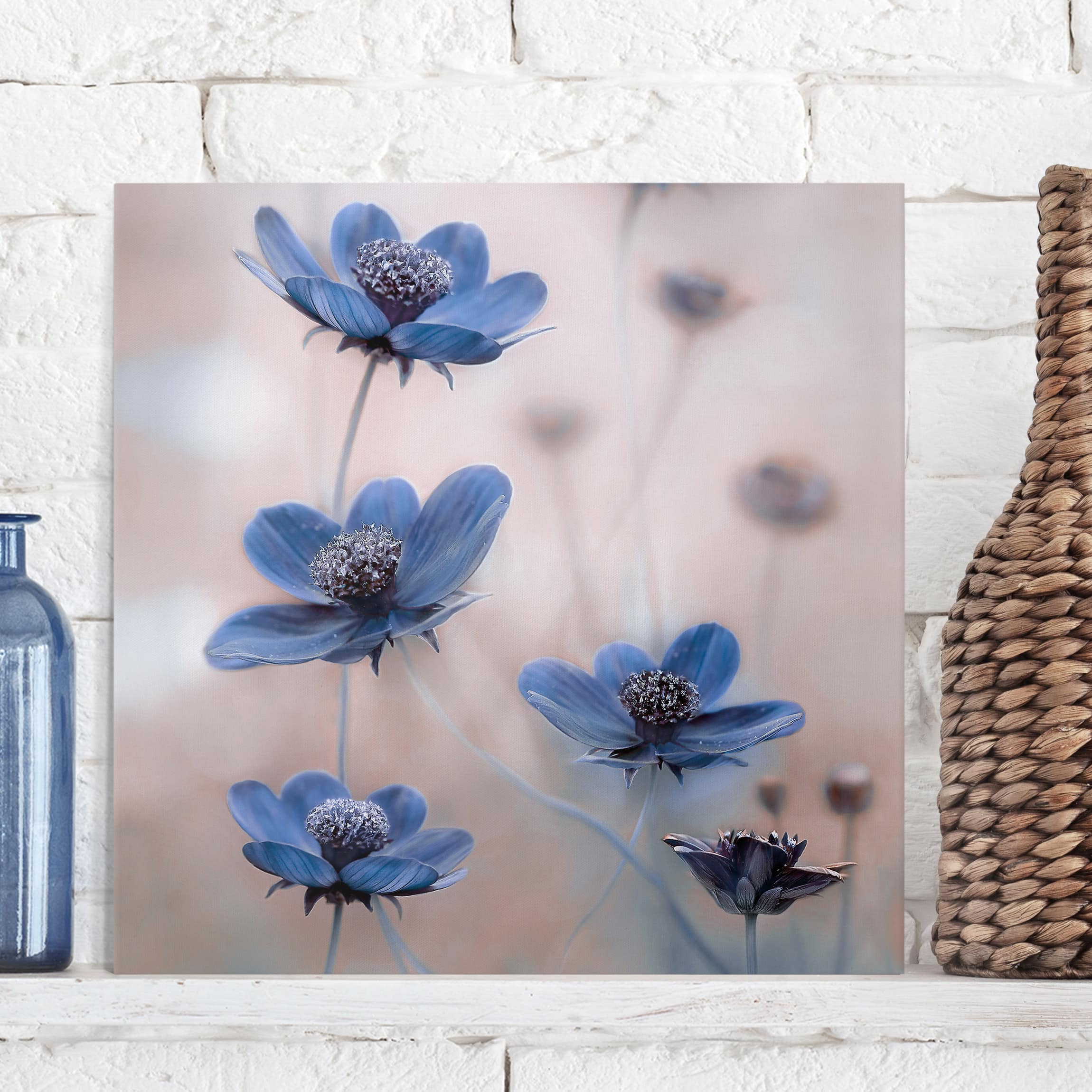 Leinwandbild Blumen Blaue Kosmeen