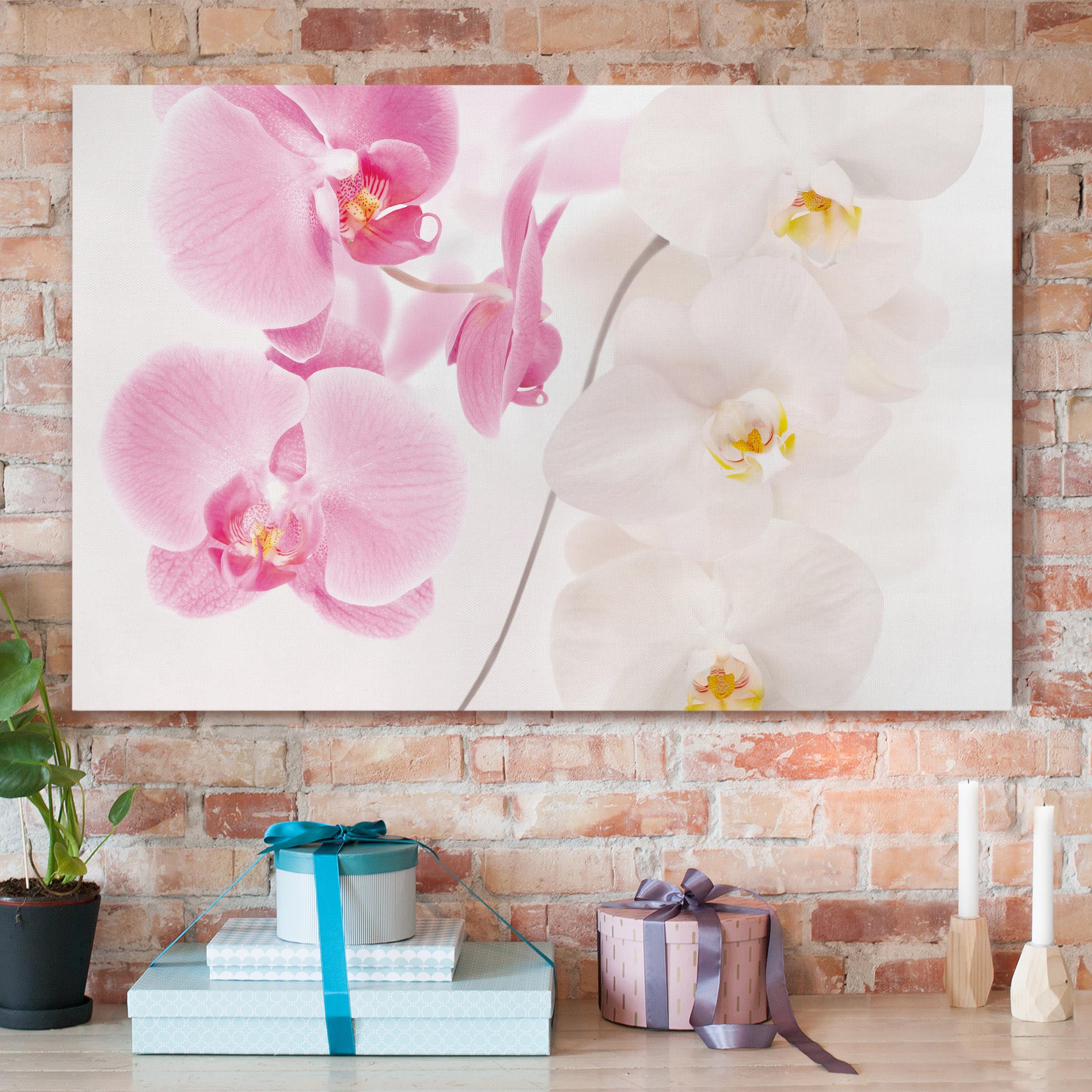 Leinwandbild - Querformat Delicate Orchids