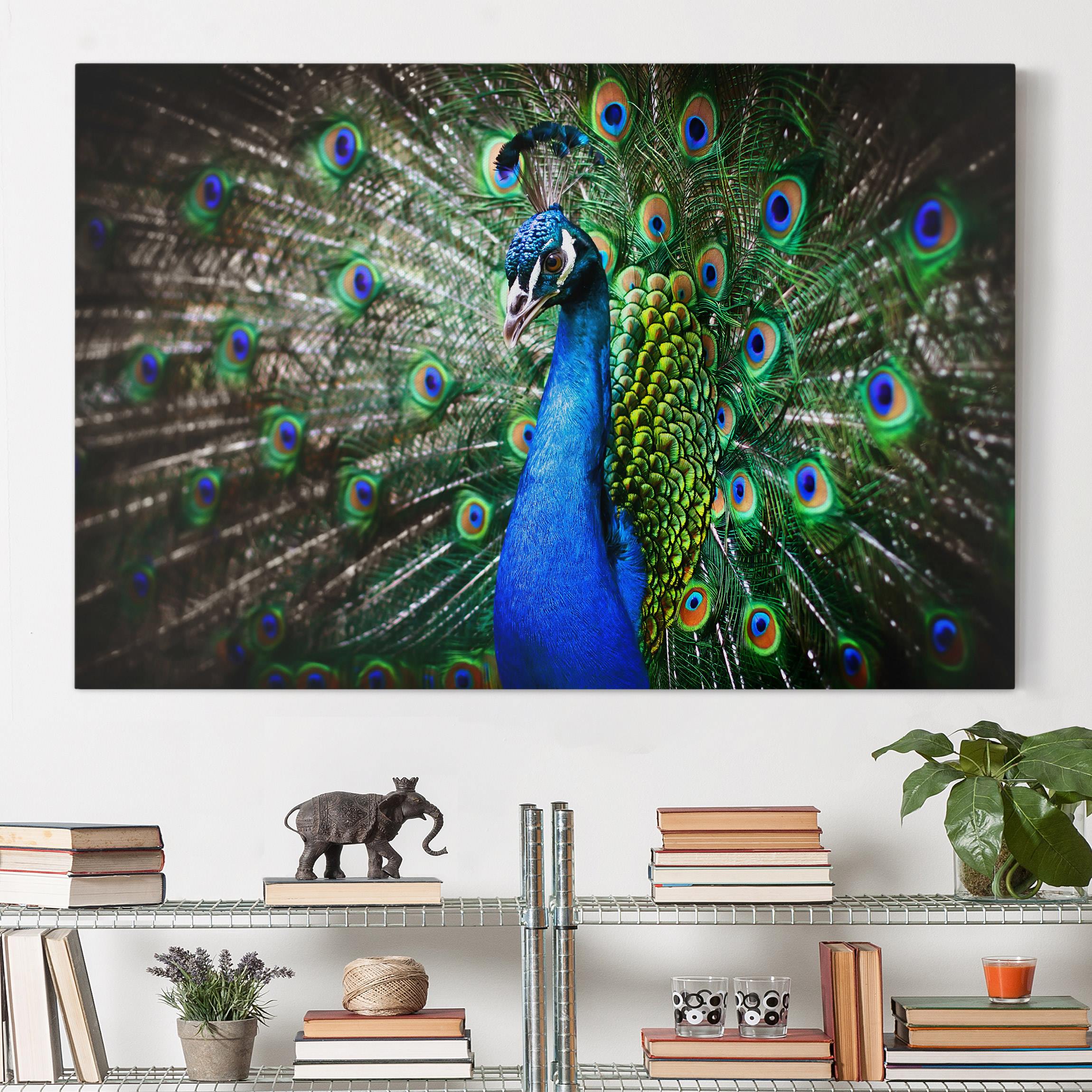Leinwandbild - Querformat Edler Pfau