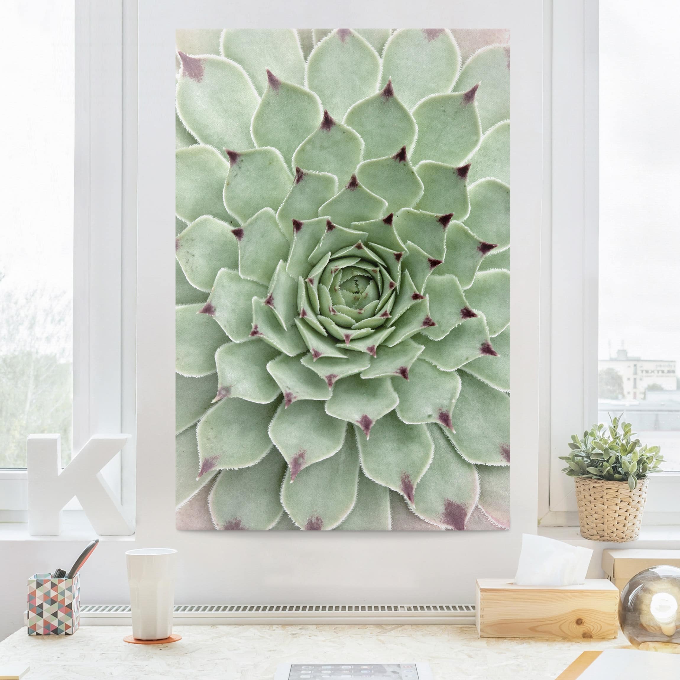 Leinwandbild Blumen Steinrose Jovibarba Hirta