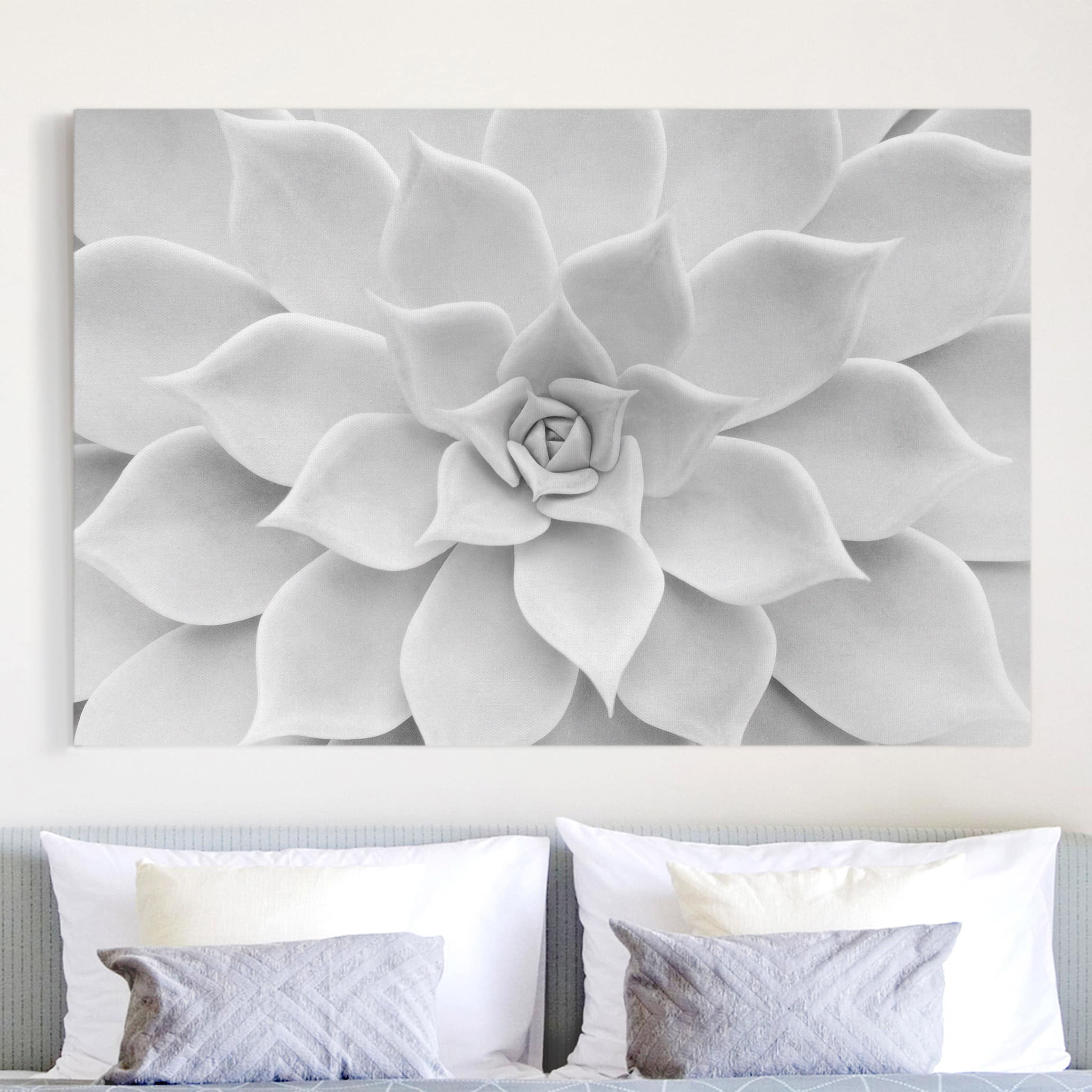 Leinwandbild Blumen Kaktus Sukkulente