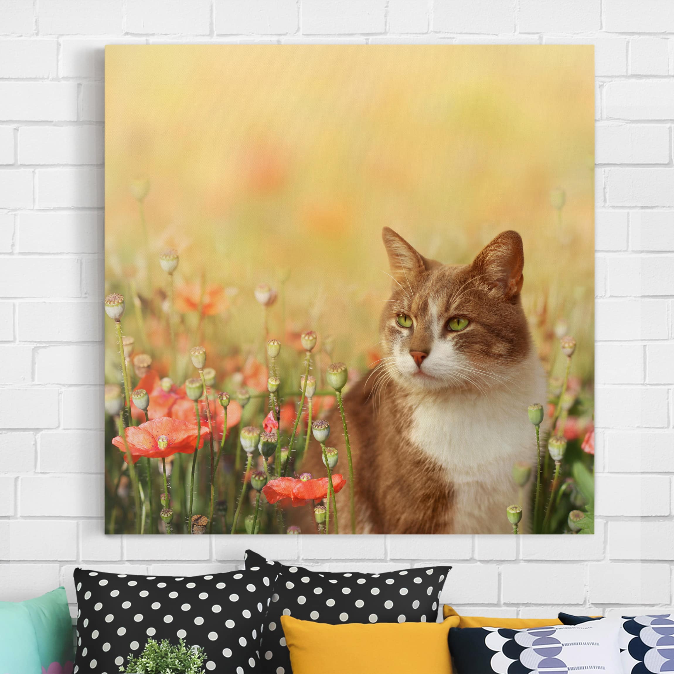 Leinwandbild - Quadrat Katze im Mohnfeld