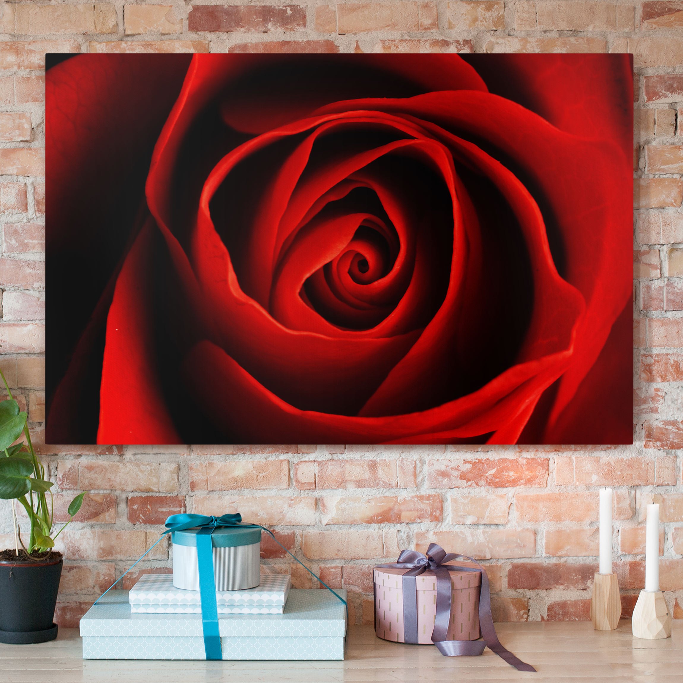 Leinwandbild - Querformat Liebliche Rose