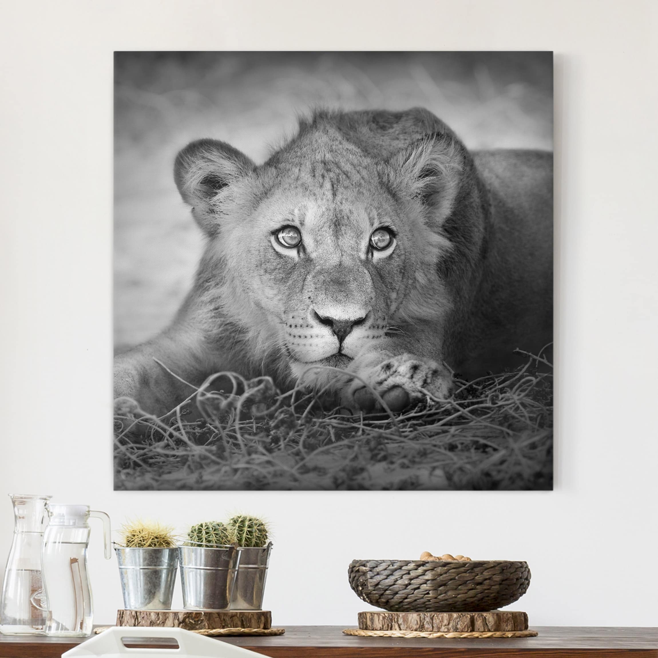Leinwandbild - Quadrat Lurking Lionbaby