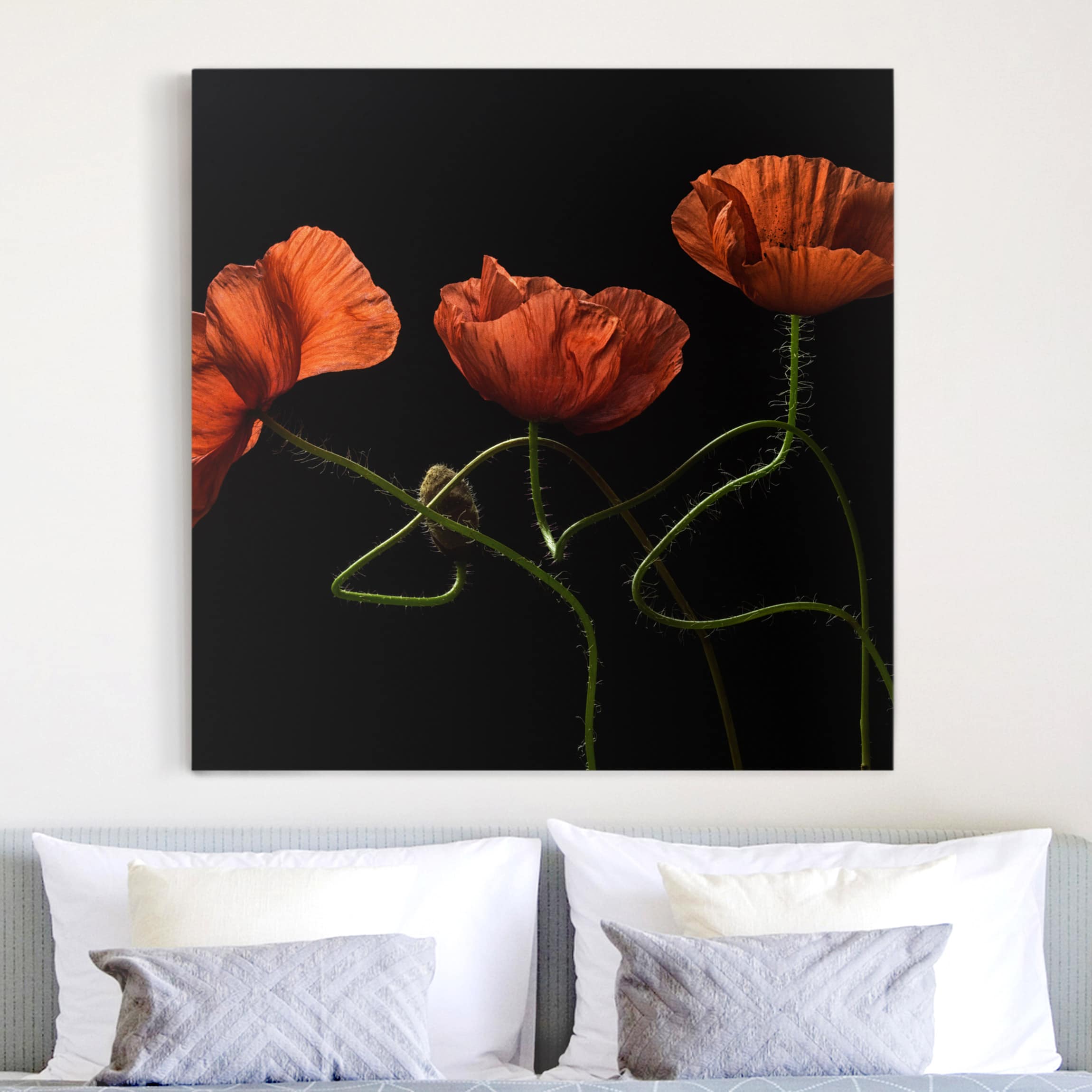 Leinwandbild Blumen Mohnblumen um Mitternacht