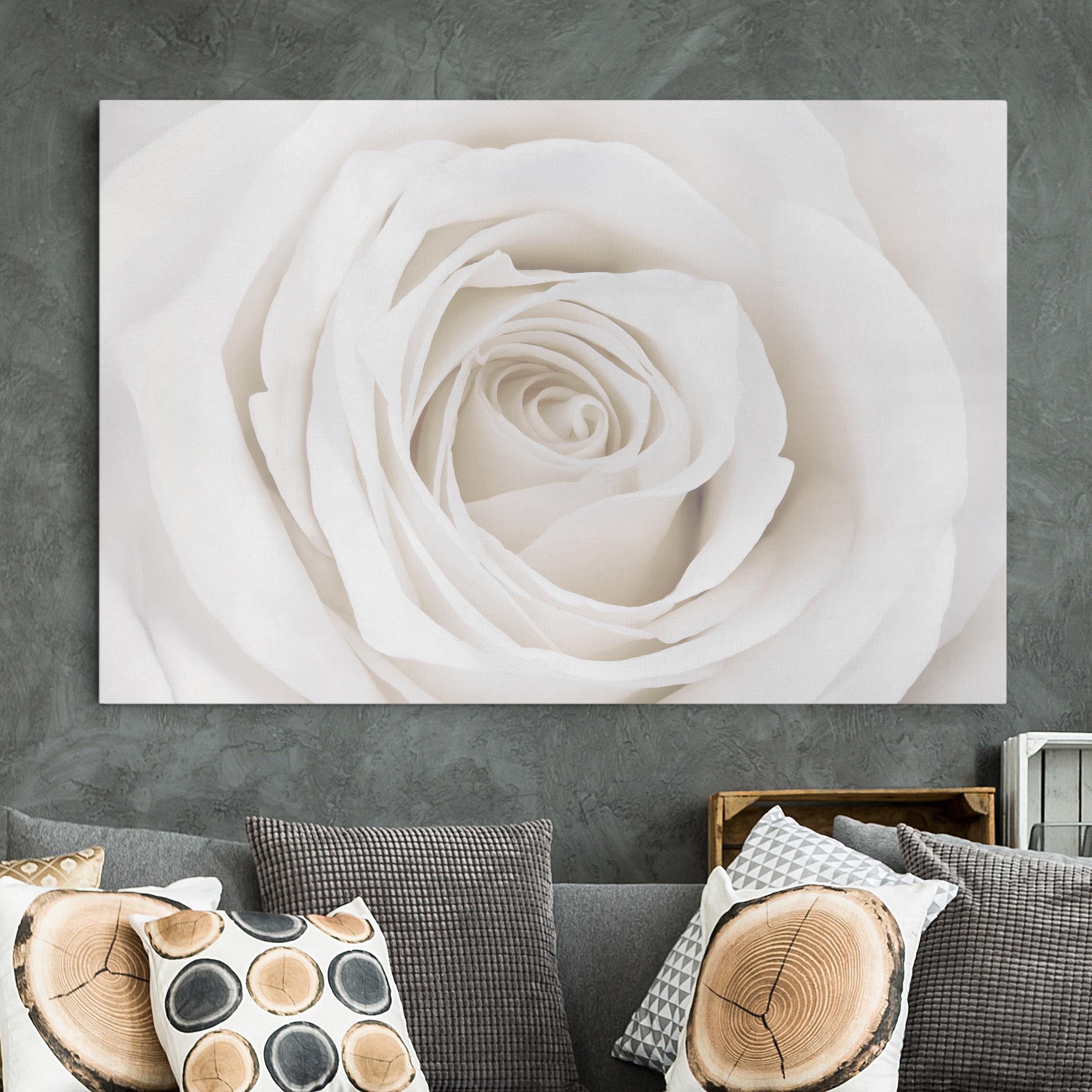 Leinwandbild - Querformat Pretty White Rose
