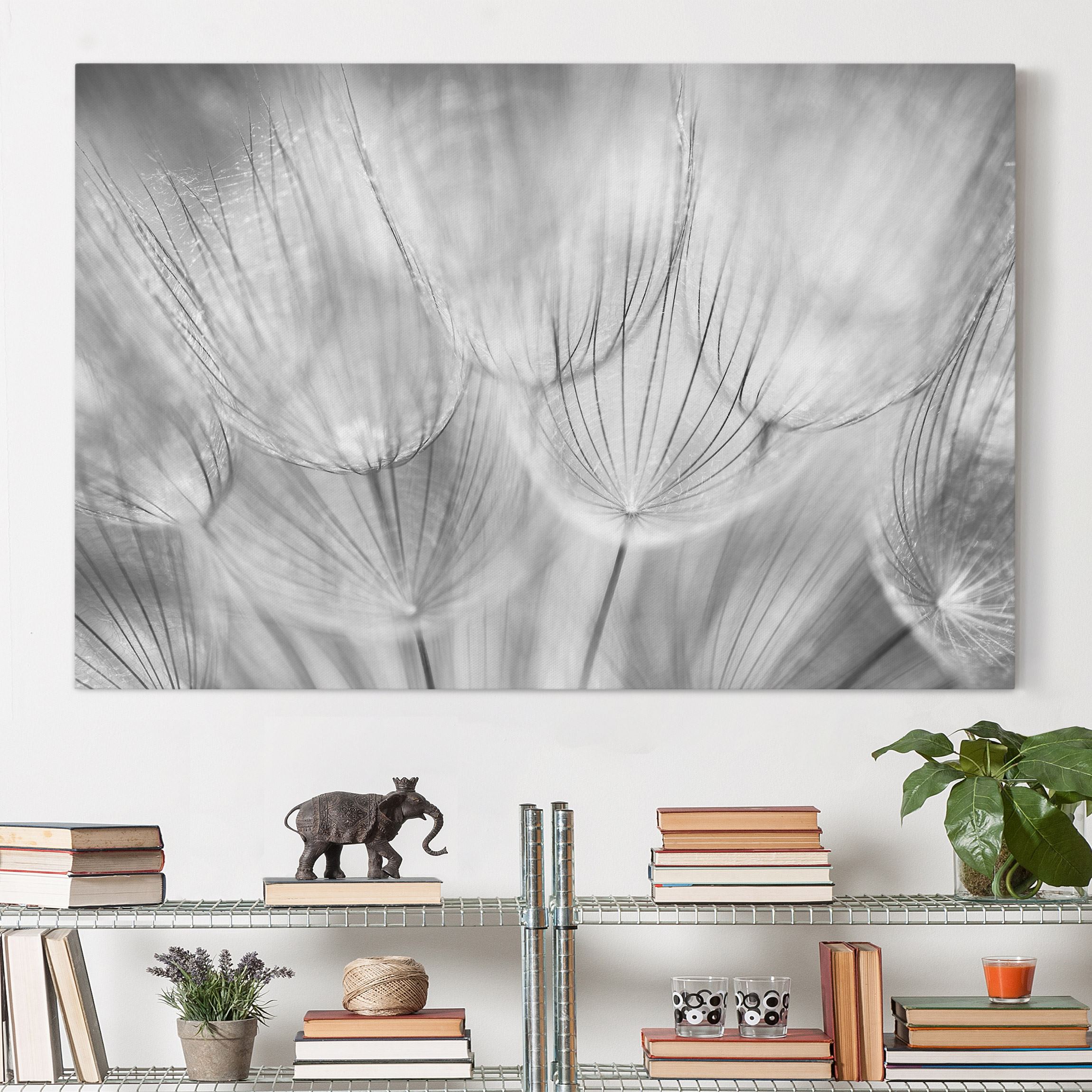 Leinwandbild Blumen Pusteblumen Makroaufnahme in schwarz weiss
