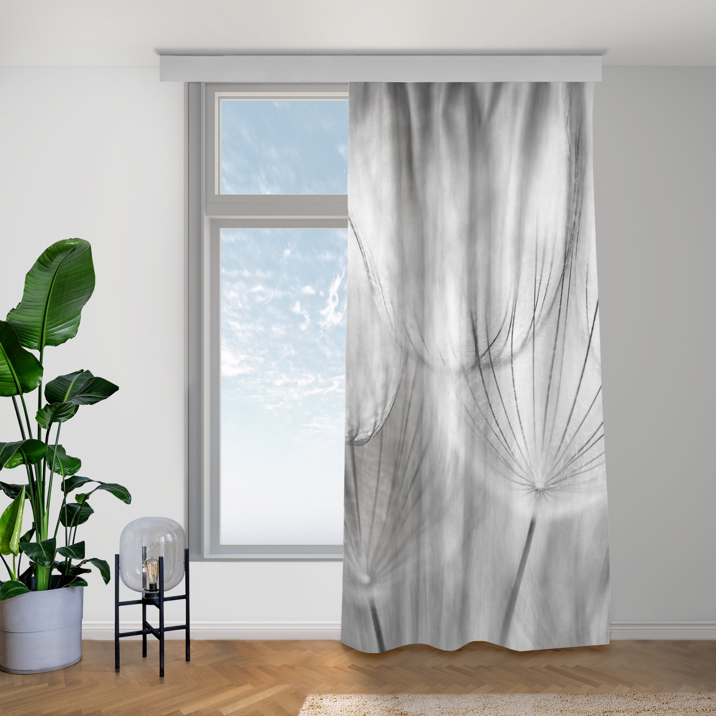 Vorhang Pusteblumen Makroaufnahme in Schwarz Weiß