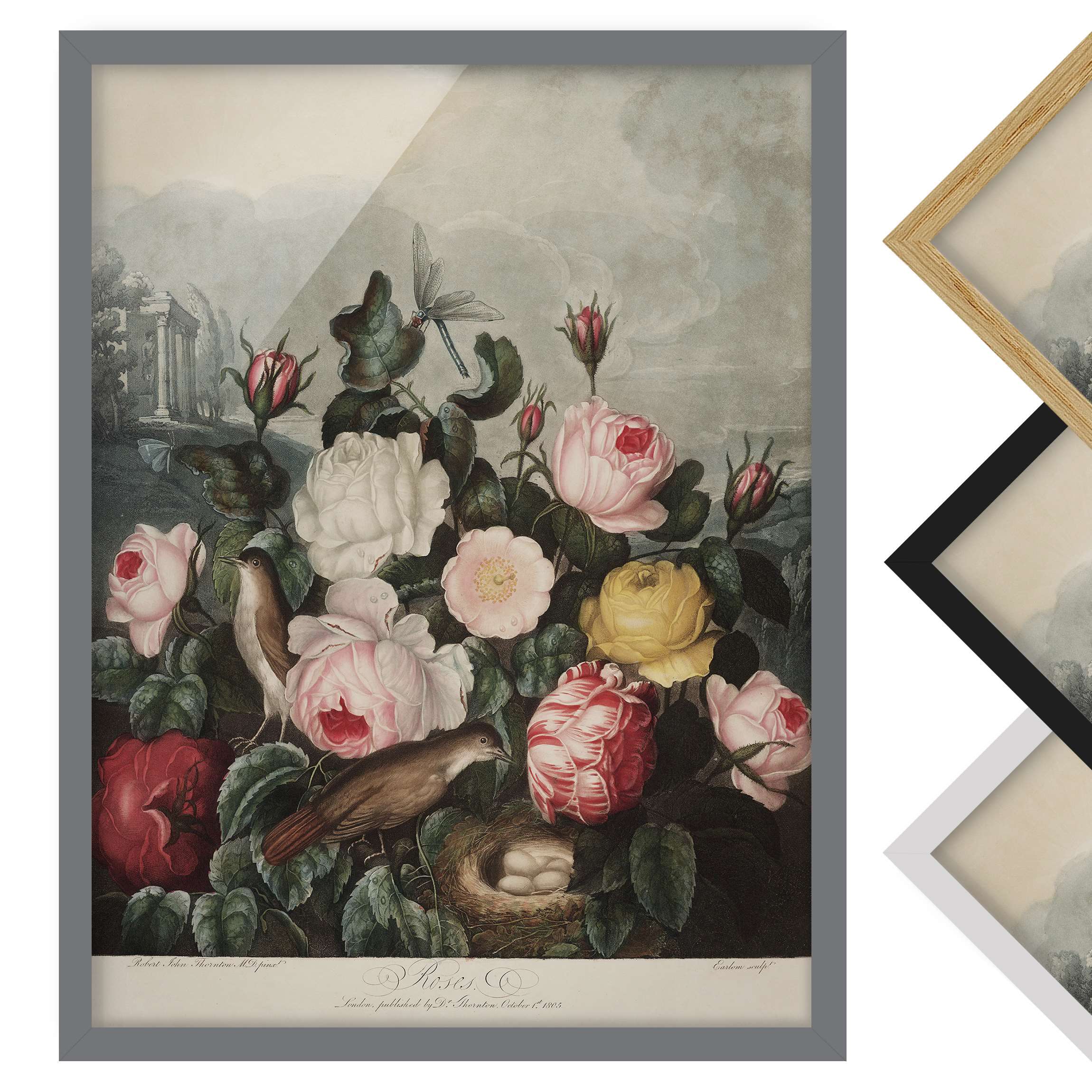Bild mit Rahmen - Hochformat Botanik Vintage Illustration Rosen