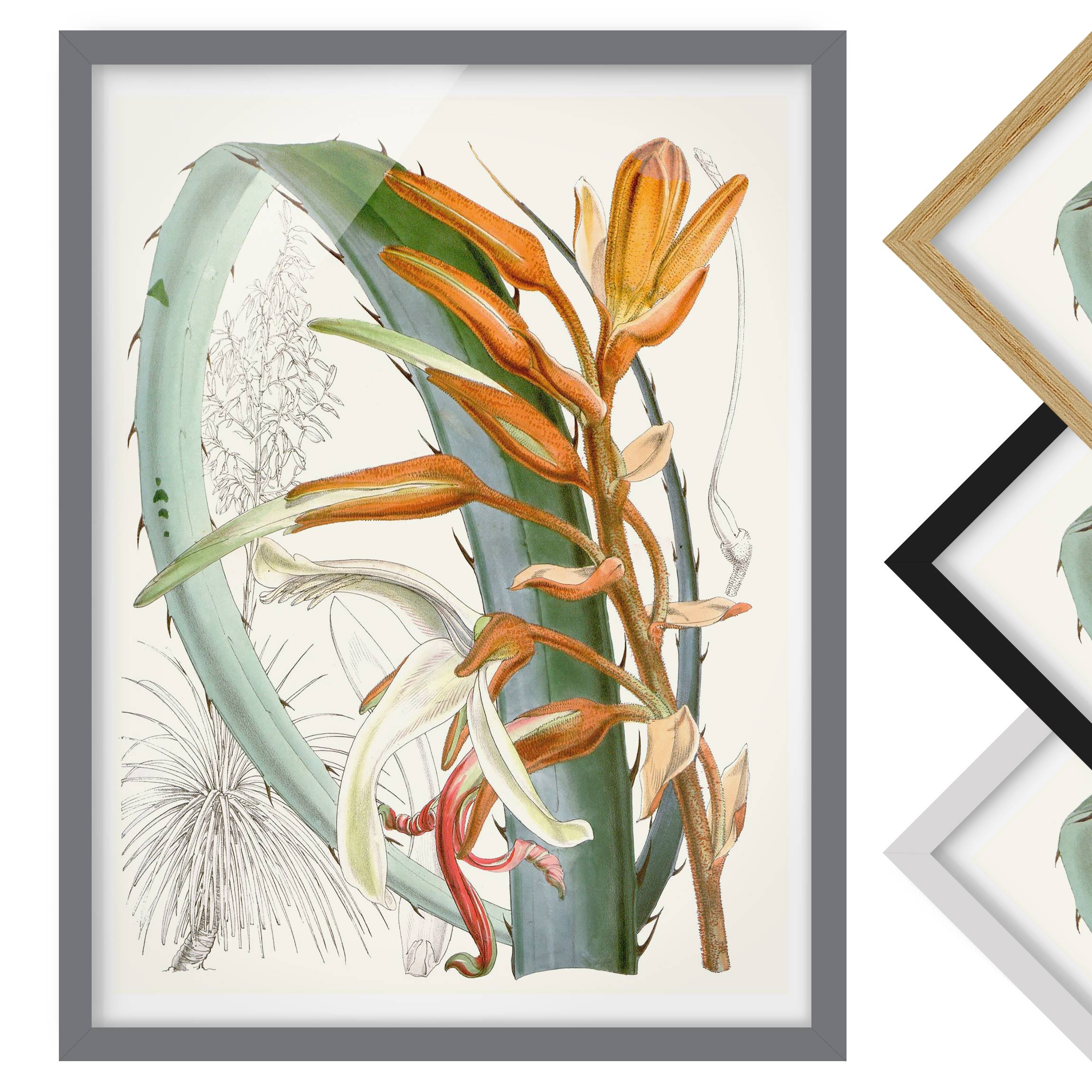 Bild mit Rahmen - Hochformat Vintage Illustration Tropische Blüten I