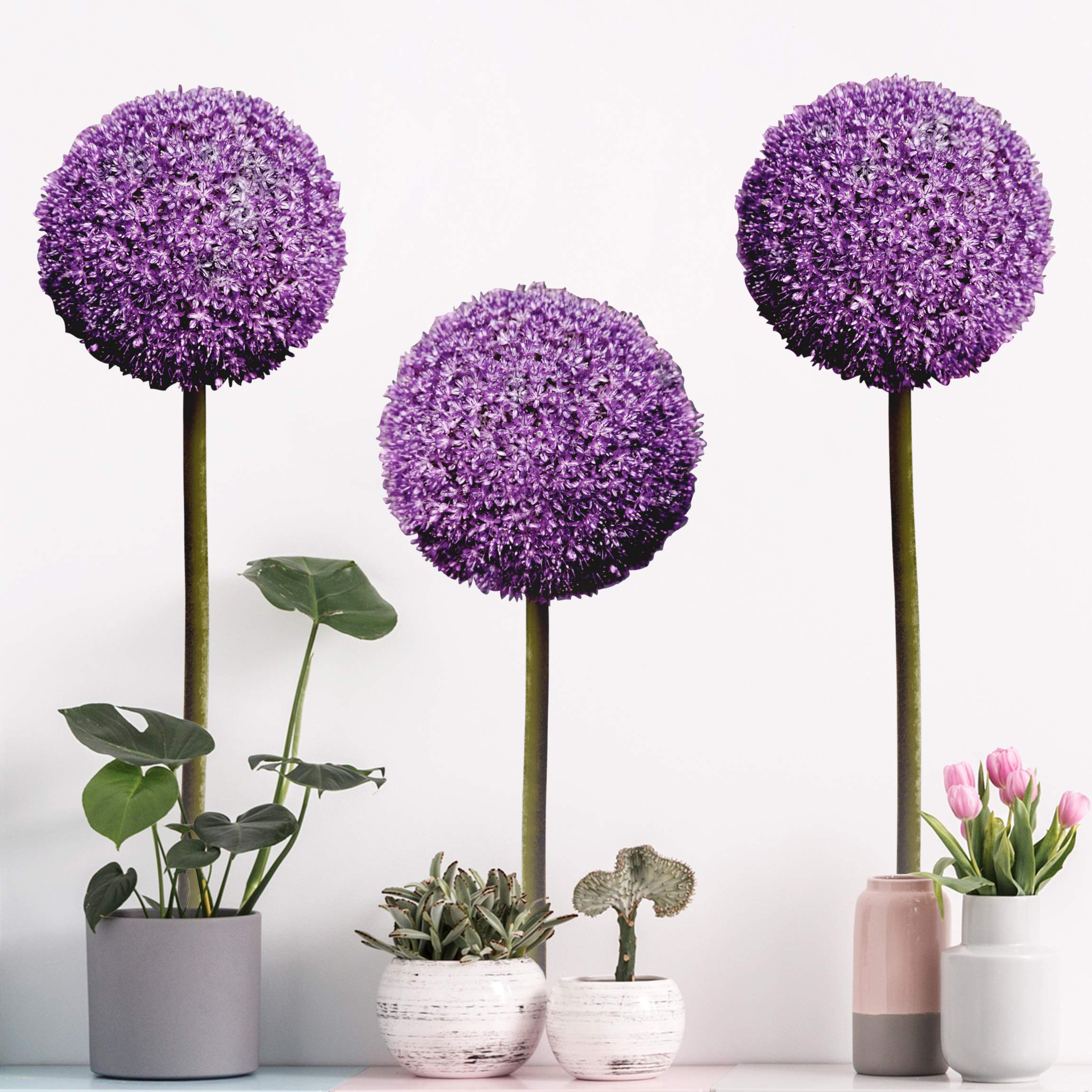 Wandtattoo 3-teilig Allium Kugel-Blüten 3er Set