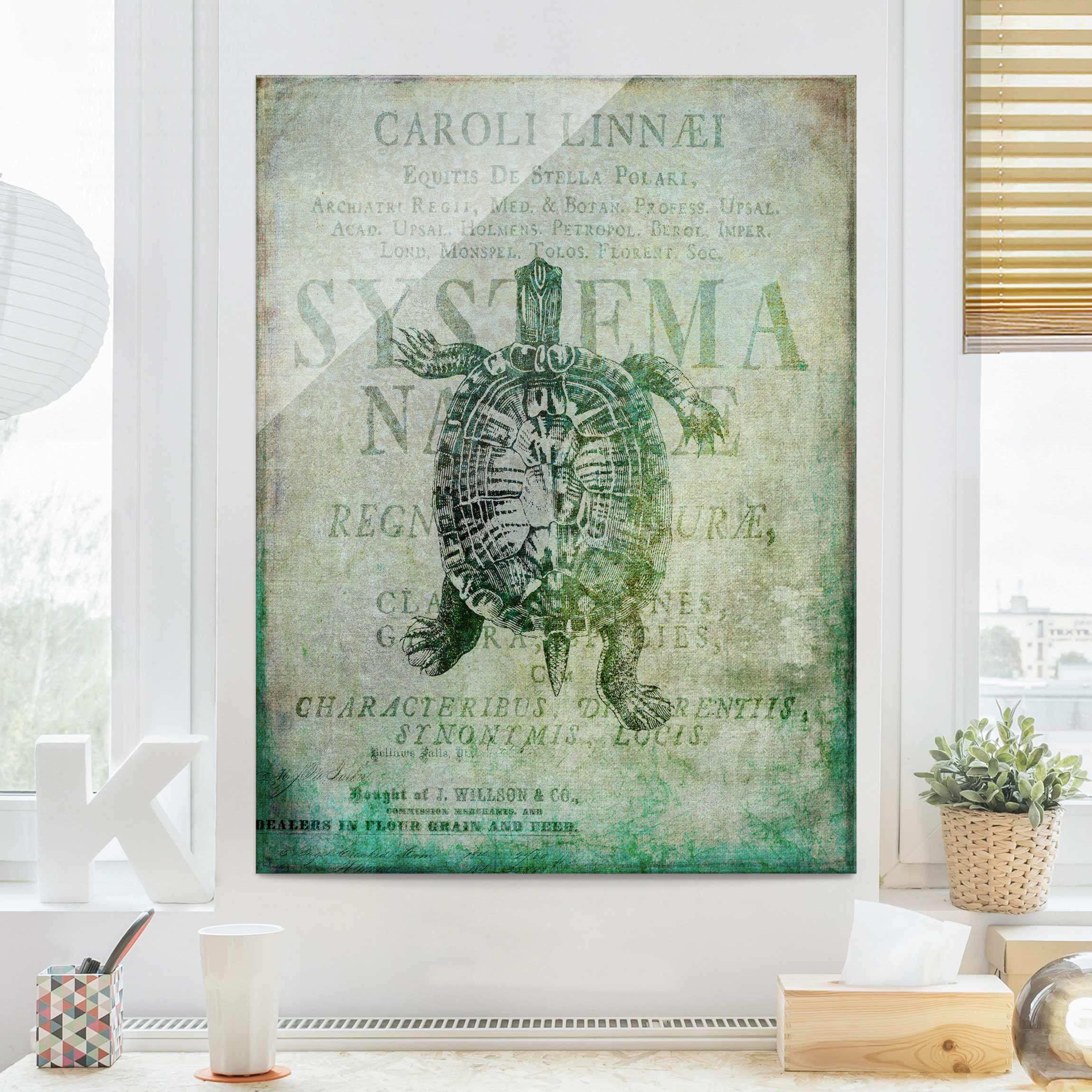 Glasbild Vintage Collage - Antike Schildkröte