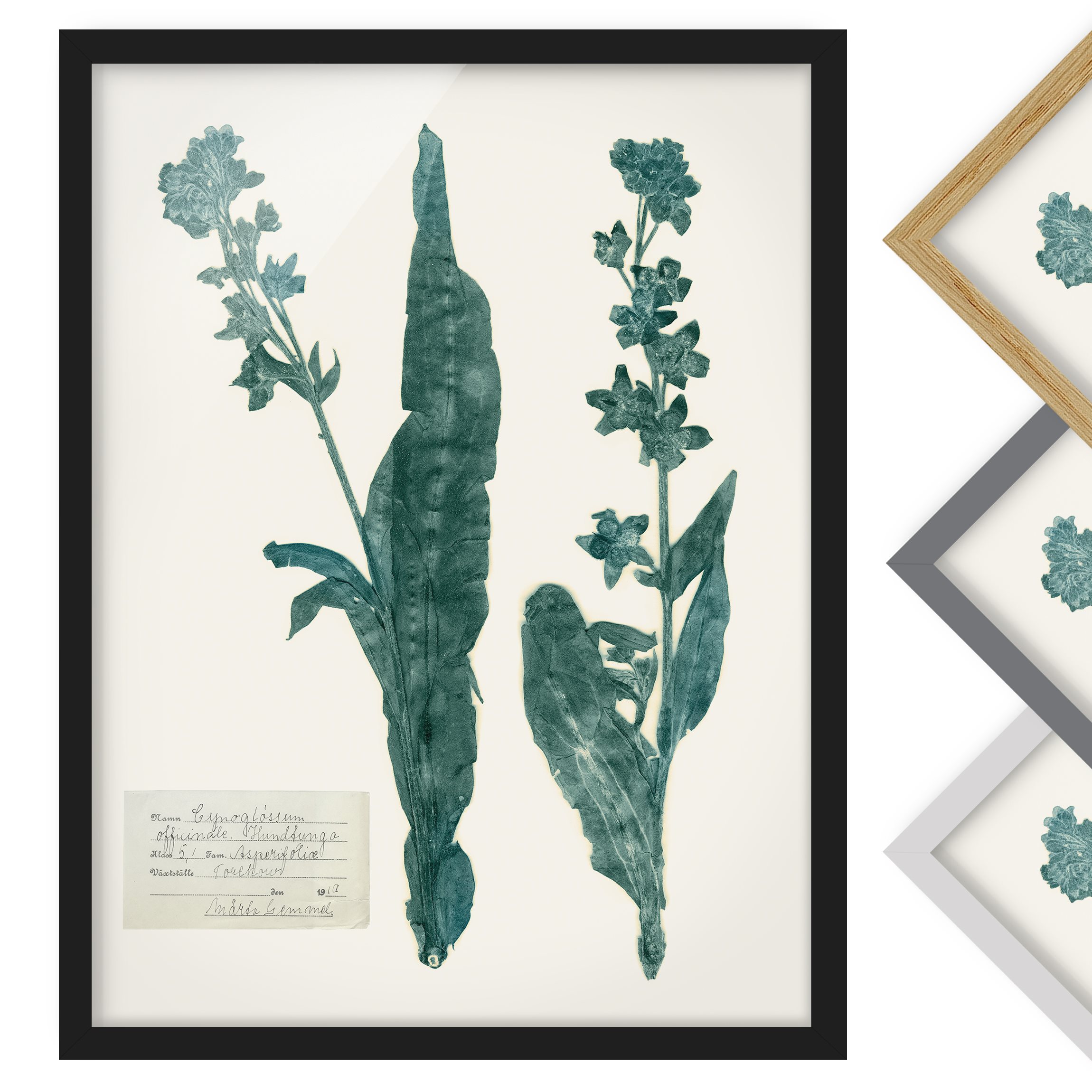 Blumen Bild mit Rahmen Gepresste Blumen - Hundszunge