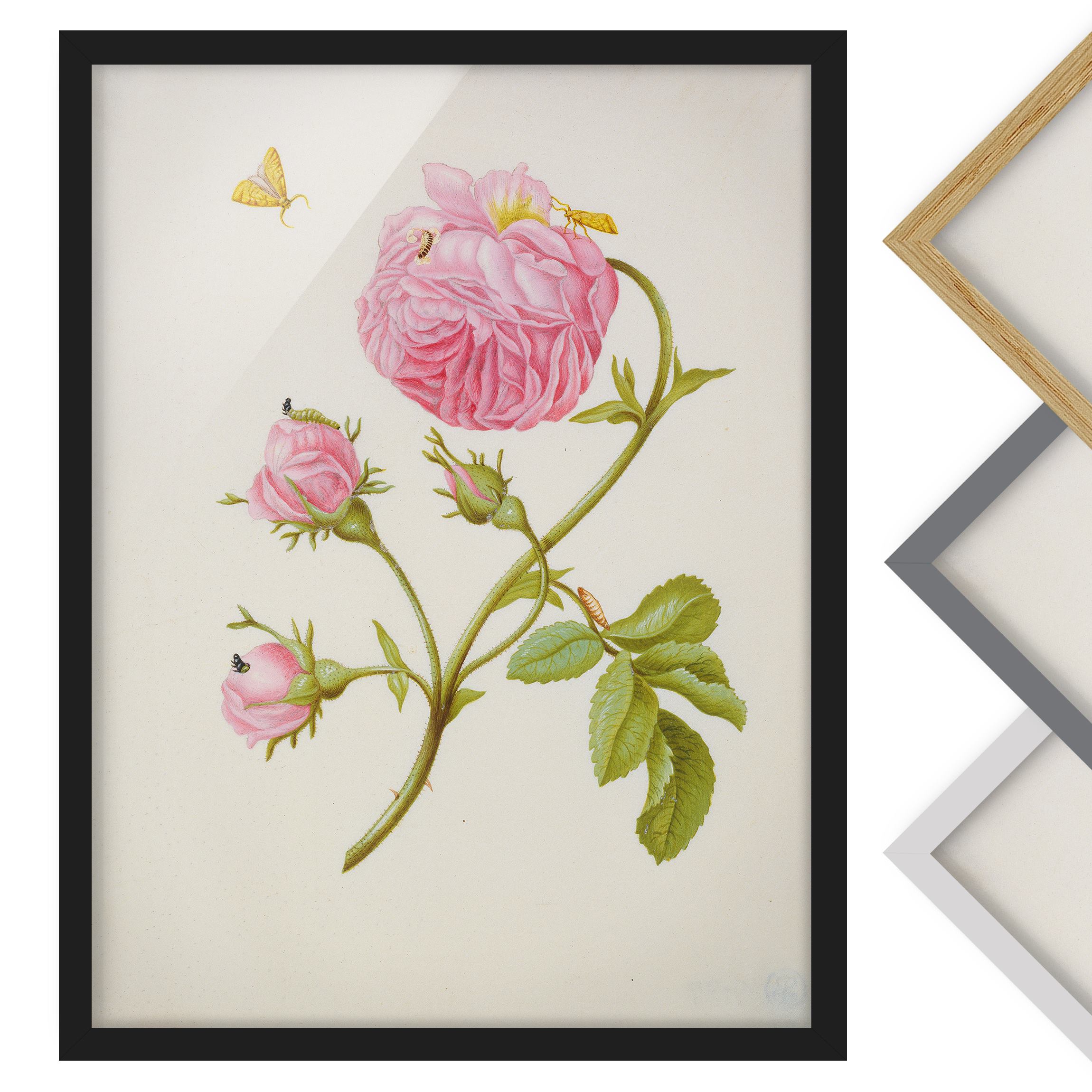 Bild mit Rahmen - Hochformat Anna Maria Sibylla Merian - Buschröschen mit Miniermotte