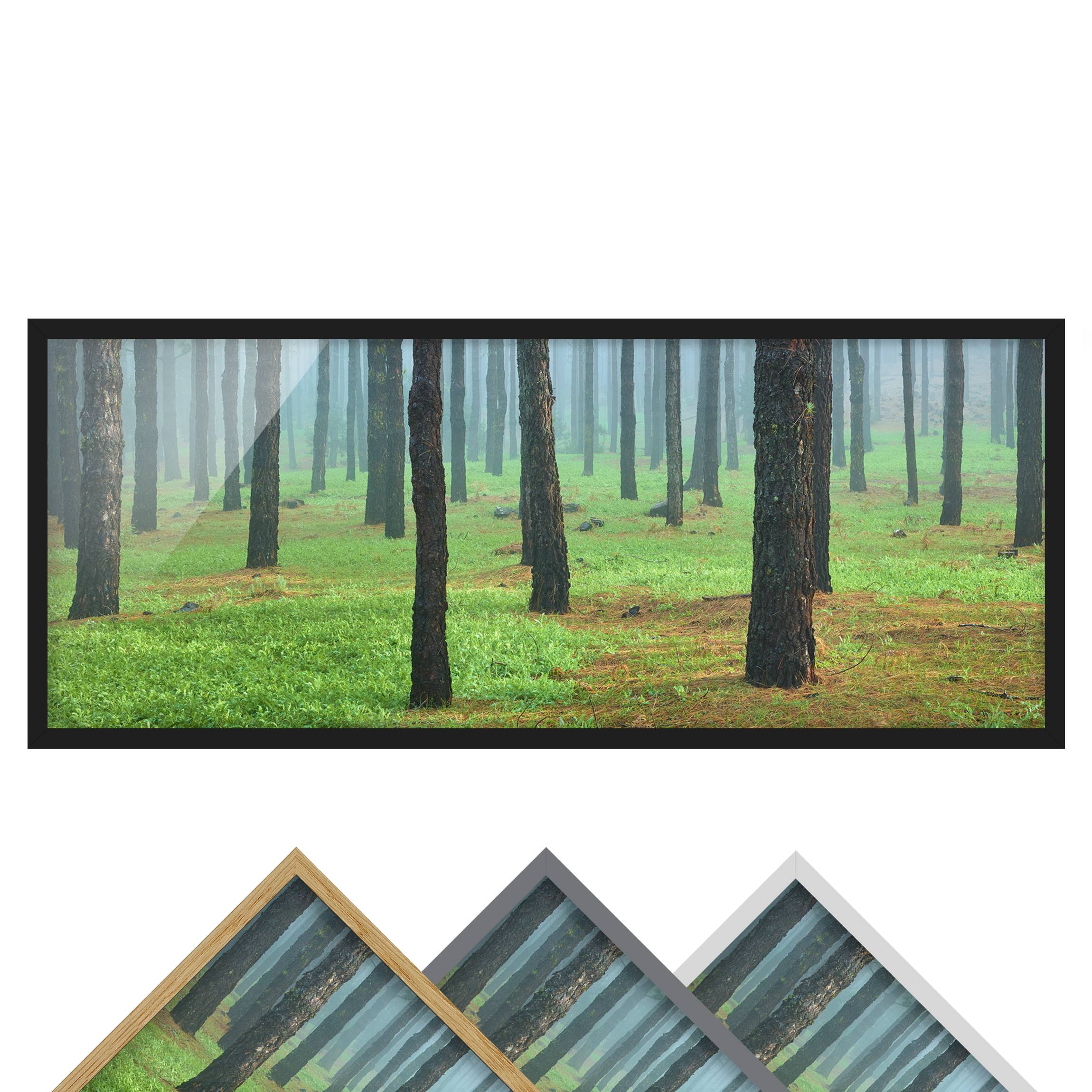 Bild mit Rahmen - Panorama Tiefer Wald mit Kiefern auf La Palma
