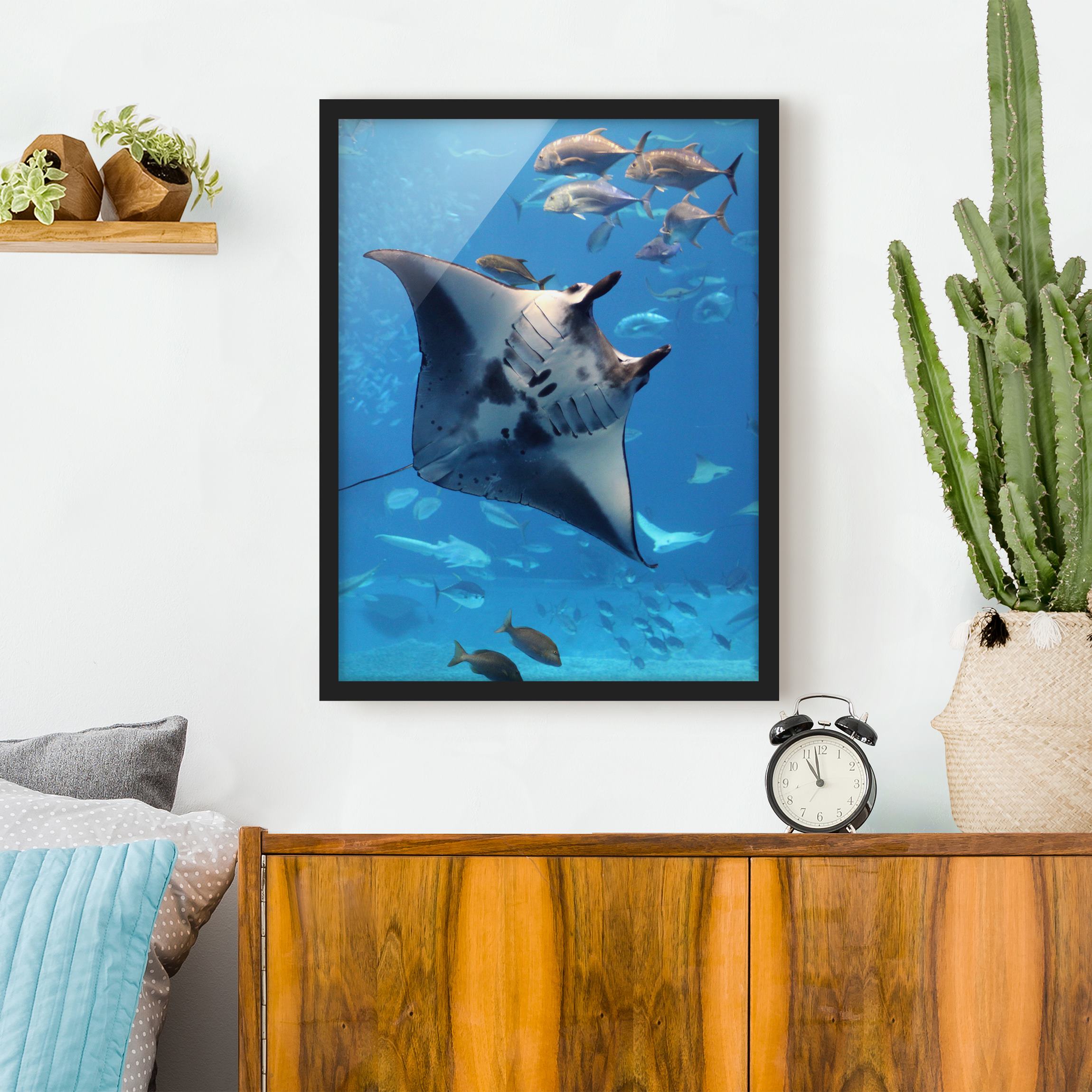 Tierbild mit Rahmen Manta Ray