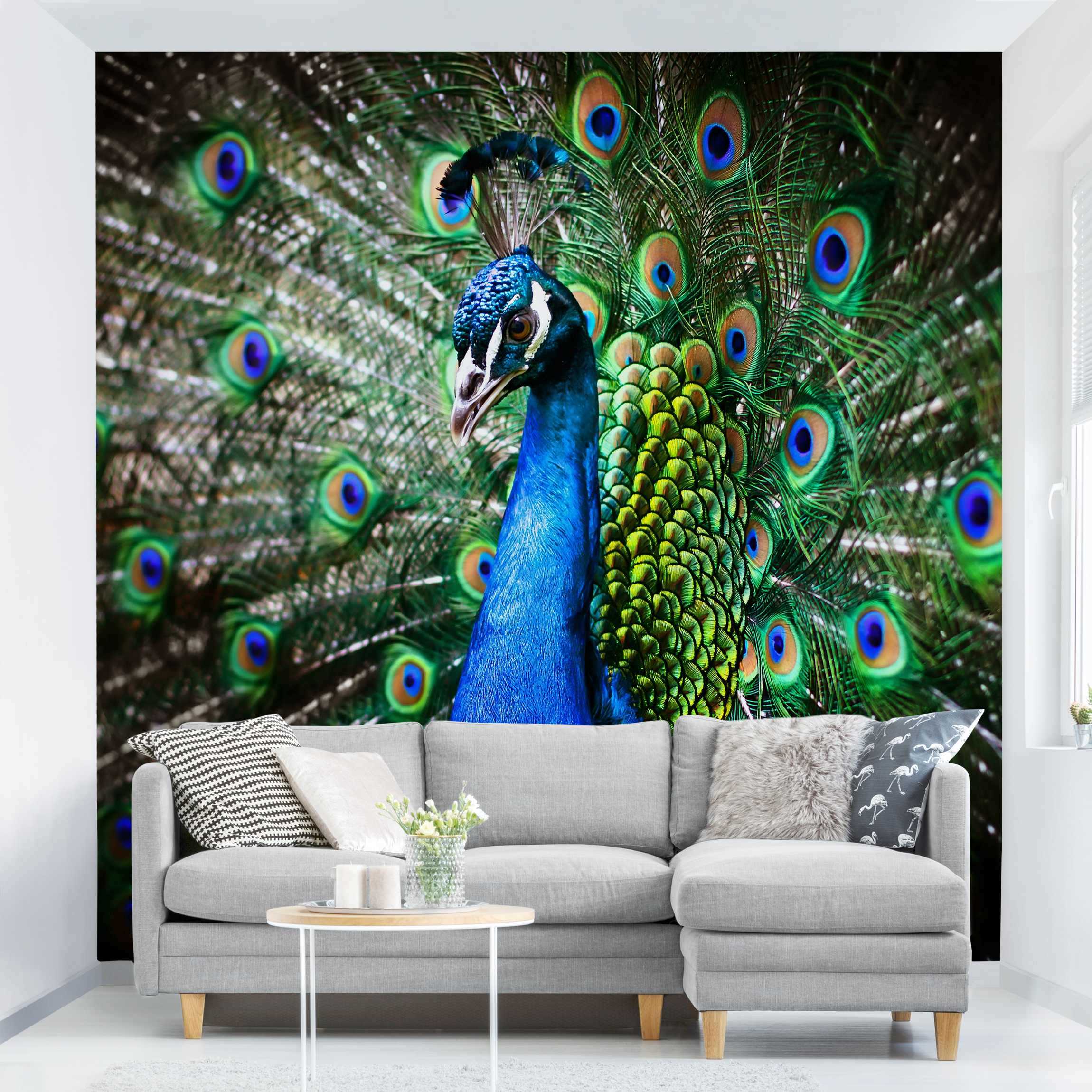 Fototapete Tiere Edler Pfau