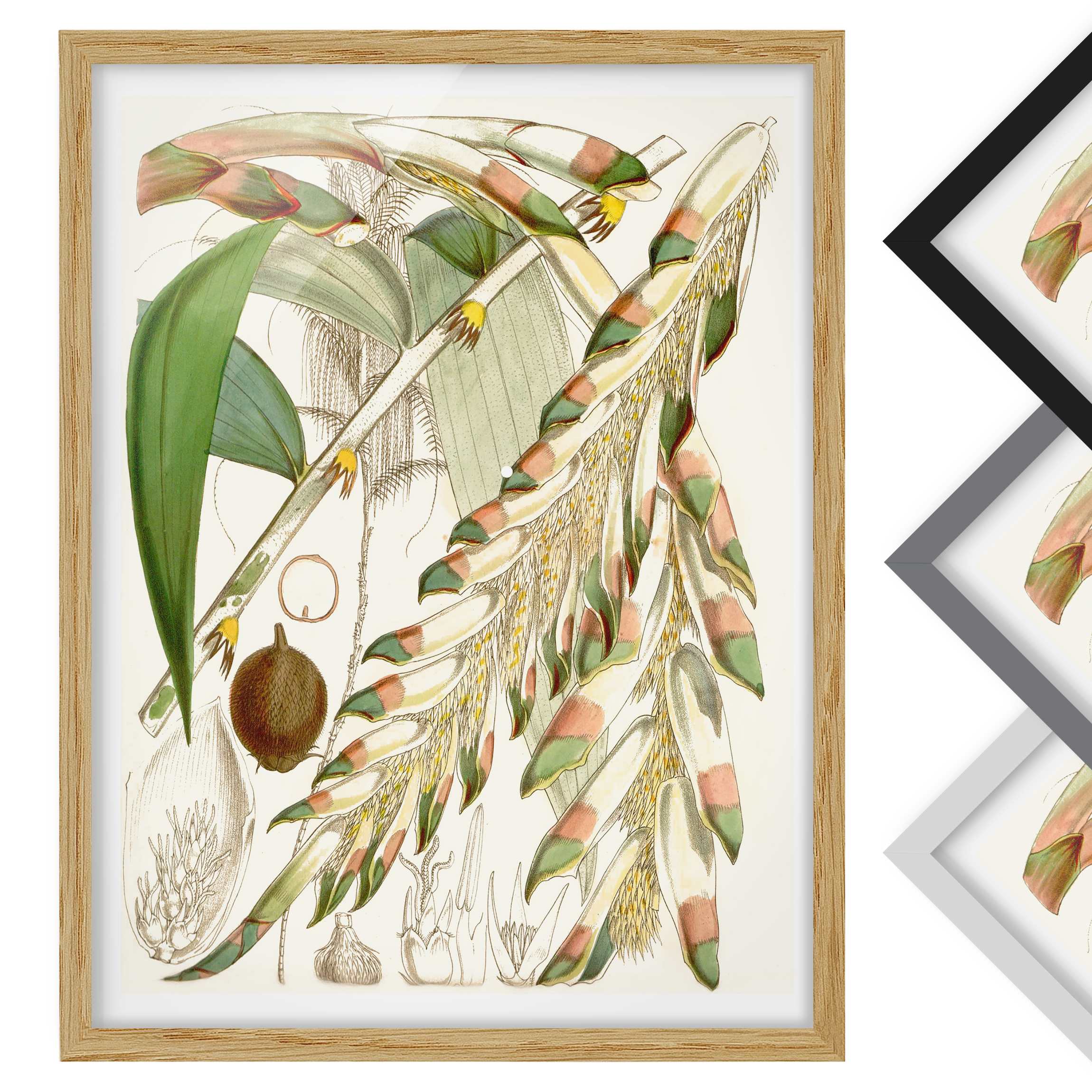 Bild mit Rahmen - Hochformat Vintage Illustration Tropische Blüten III